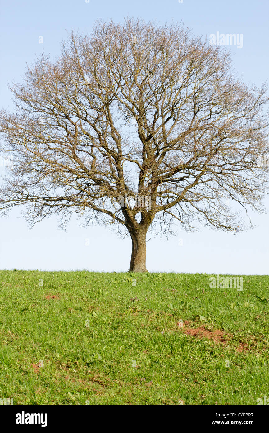 Lonely green oak tree hi-res stock photography and images - Alamy