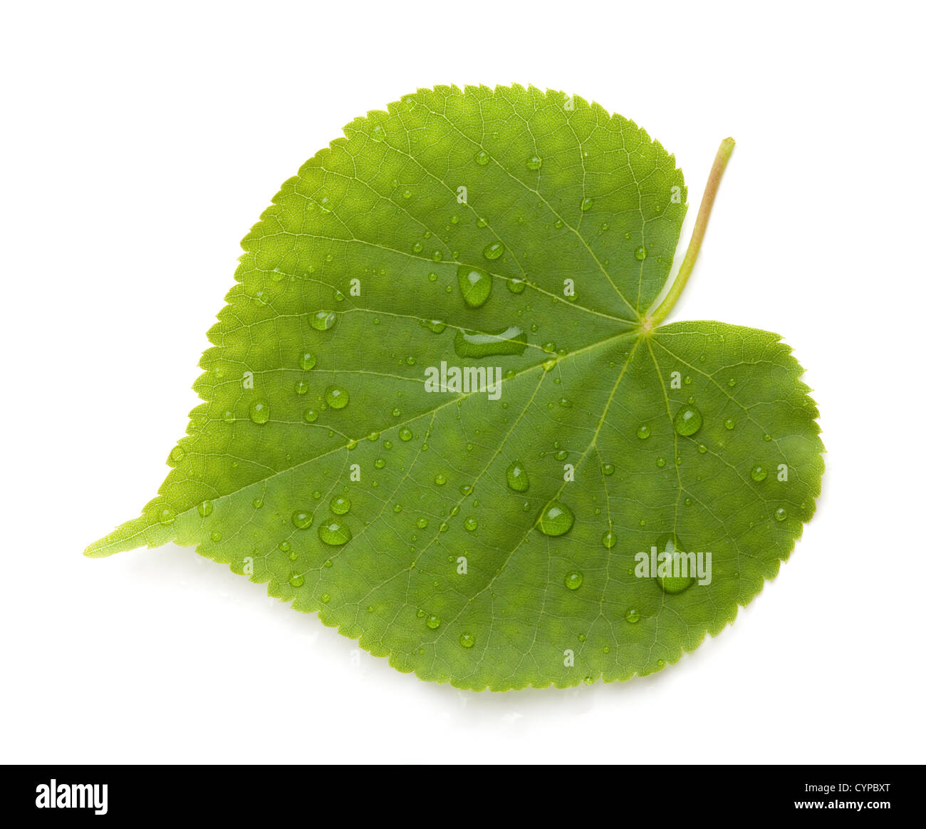 Green leaf with water drops. Isolated on white background Stock Photo ...