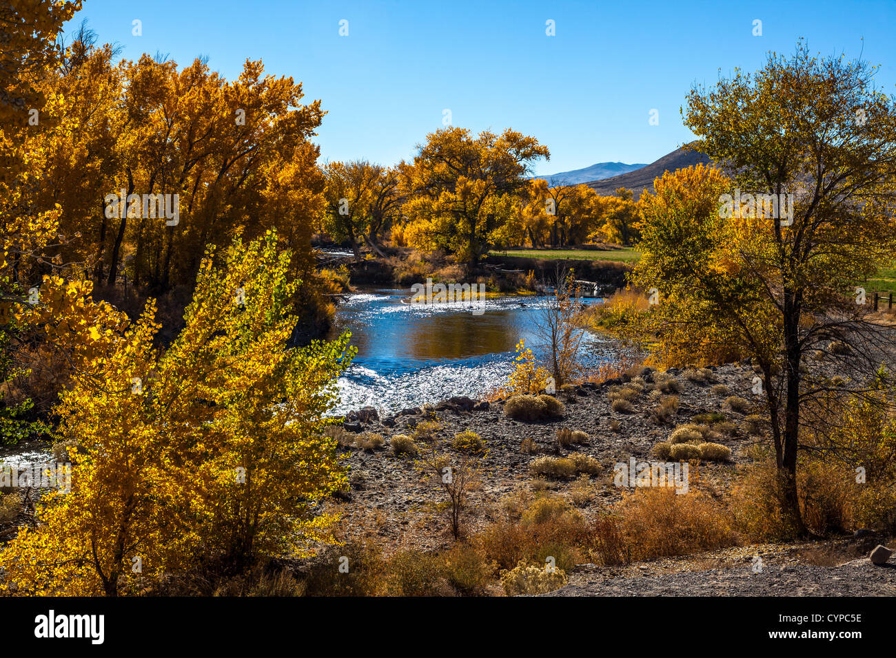 Fall Color along the Truckee River in Northern Nevada Stock Photo - Alamy