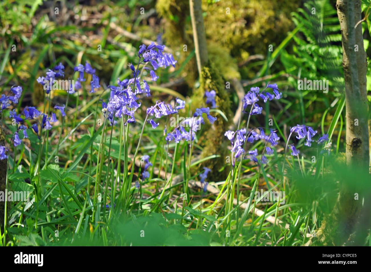 Bluebells growing wild in a wood near the town Stock Photo - Alamy