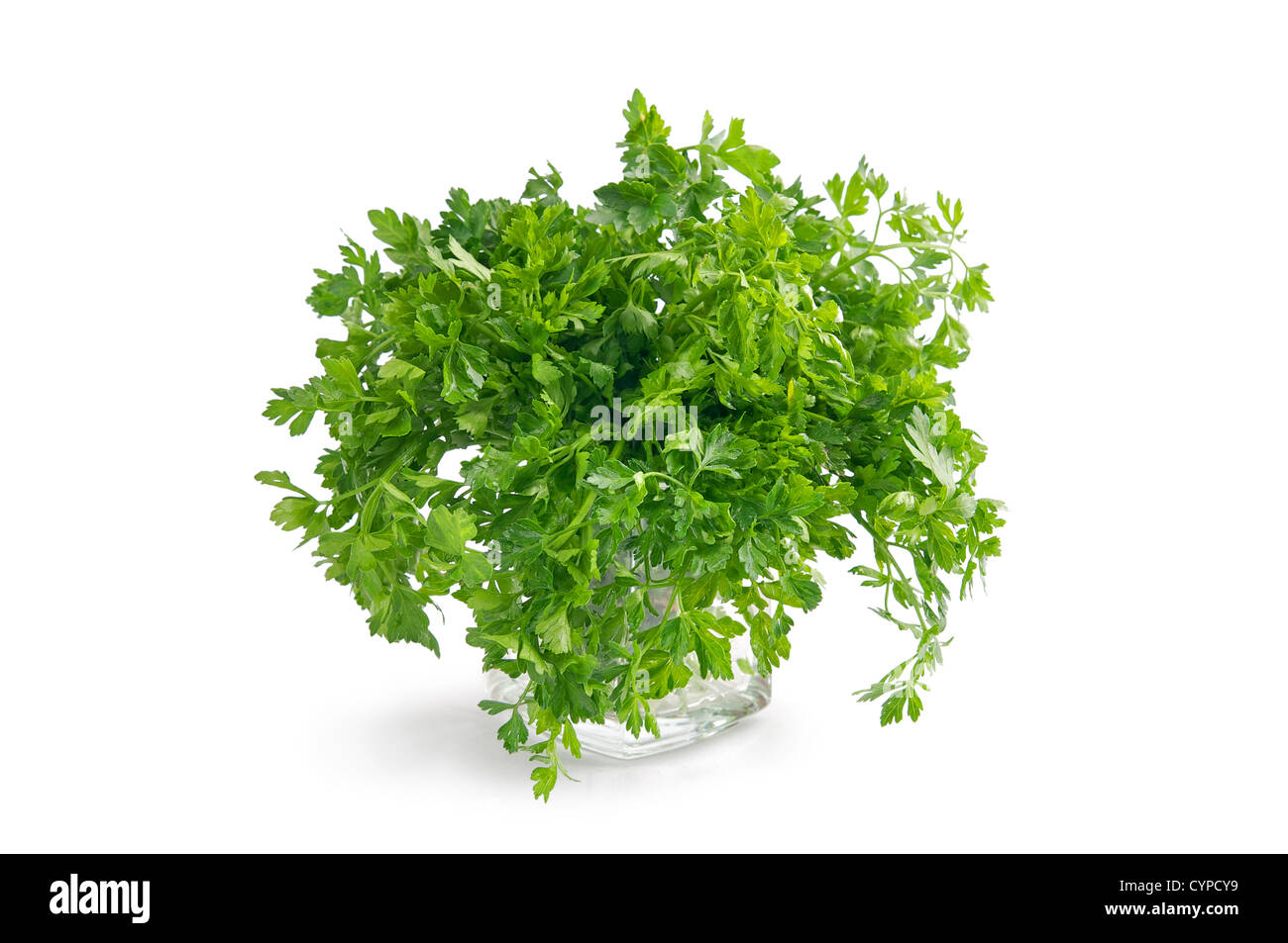 green leaves of parsley isolated on white background Stock Photo - Alamy