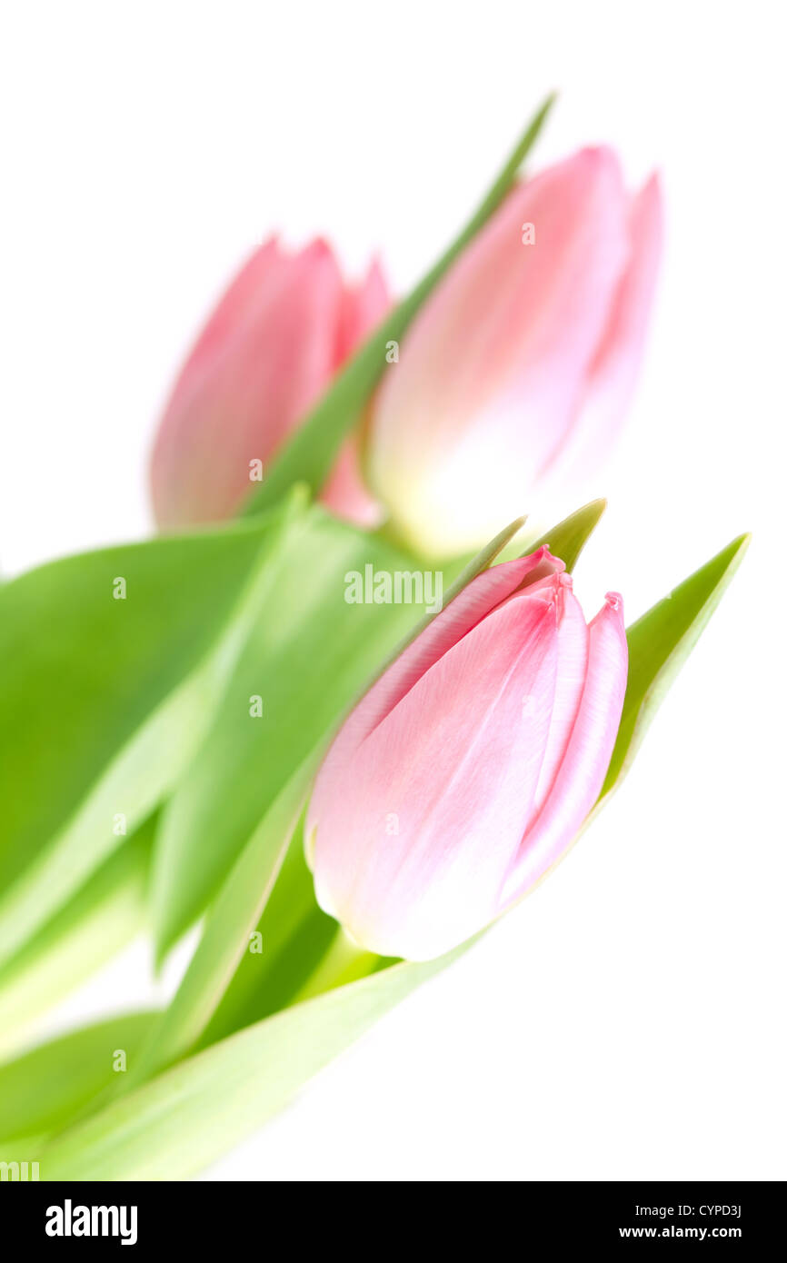 Beautiful pink tulip flowers isolated on white background Stock Photo ...