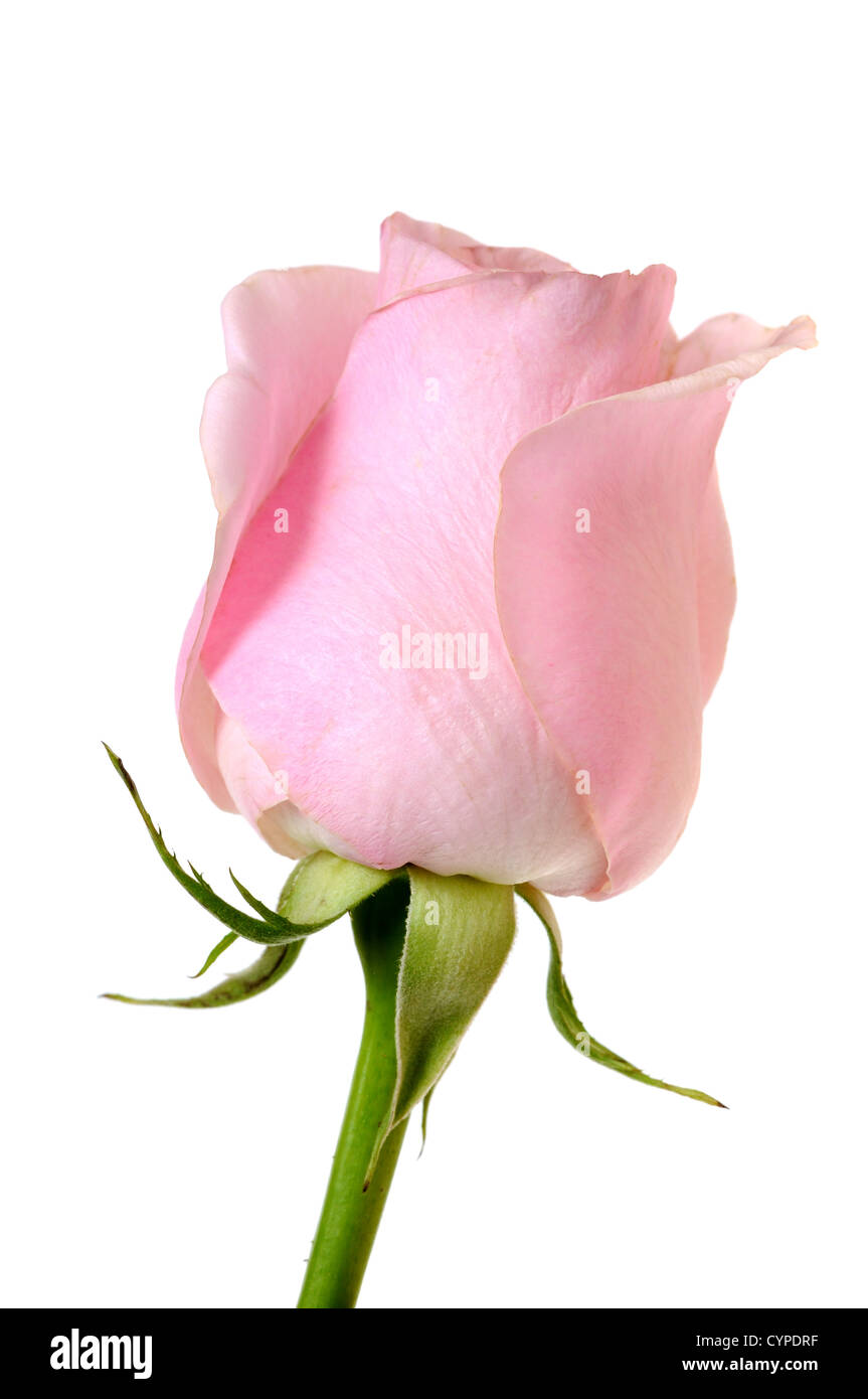 https://c8.alamy.com/comp/CYPDRF/pink-rose-in-the-vase-isolated-on-white-background-CYPDRF.jpg