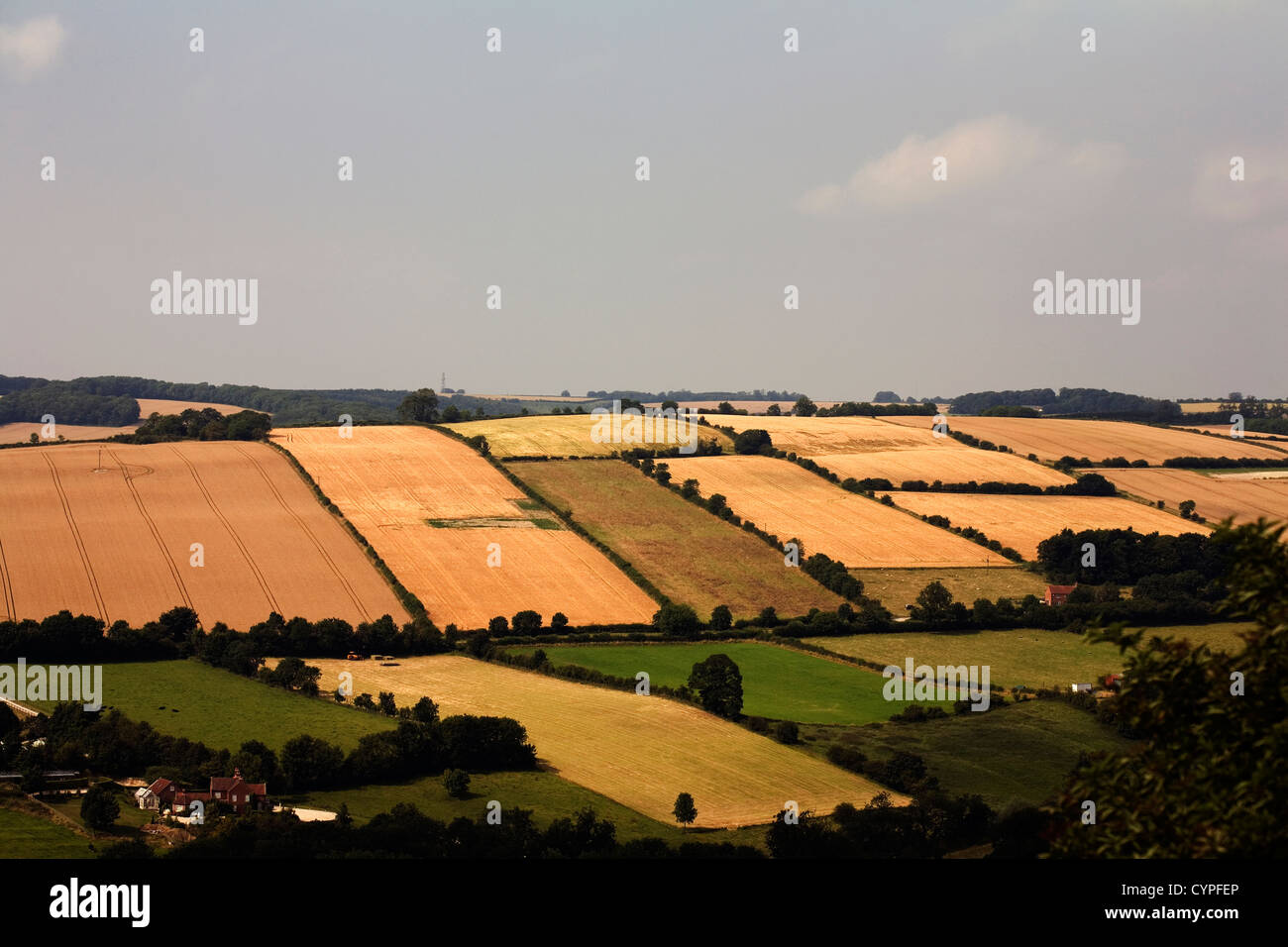 Cornfields amongst ripening wheat Millington near Pocklington Yorkshire