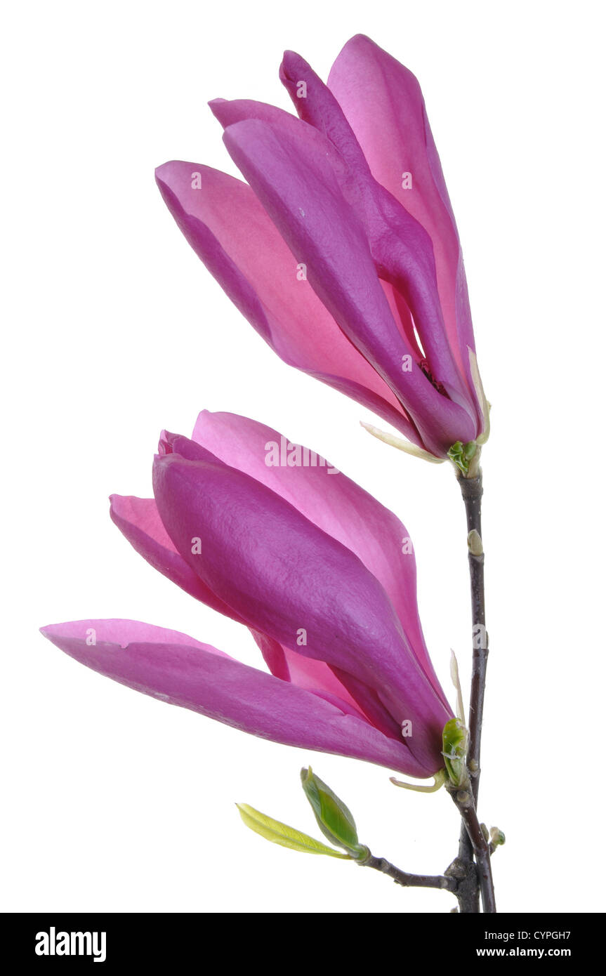 The isolated purple flower blooming in the spring Stock Photo