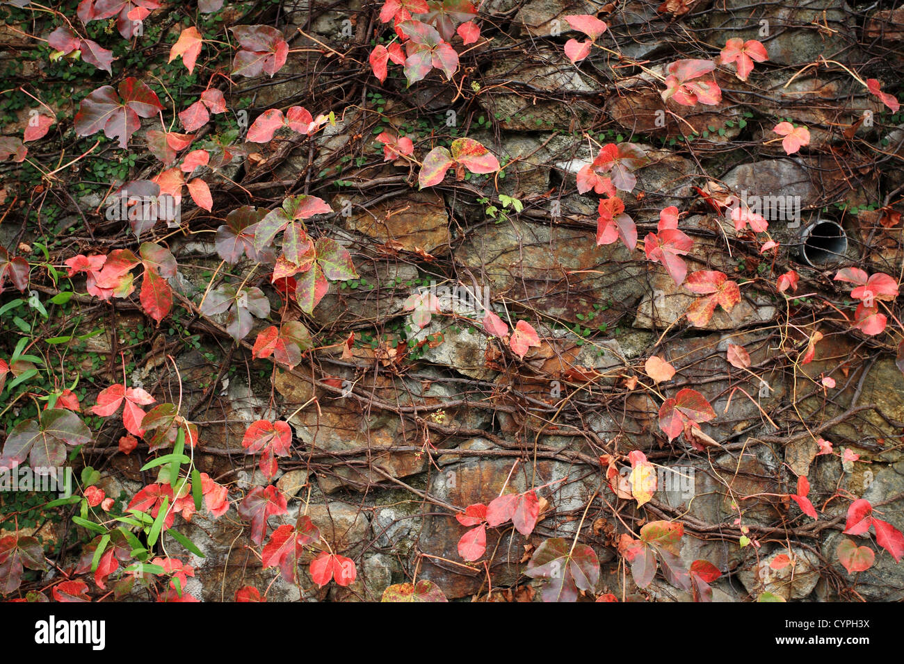 a wall with many red leaf Stock Photo