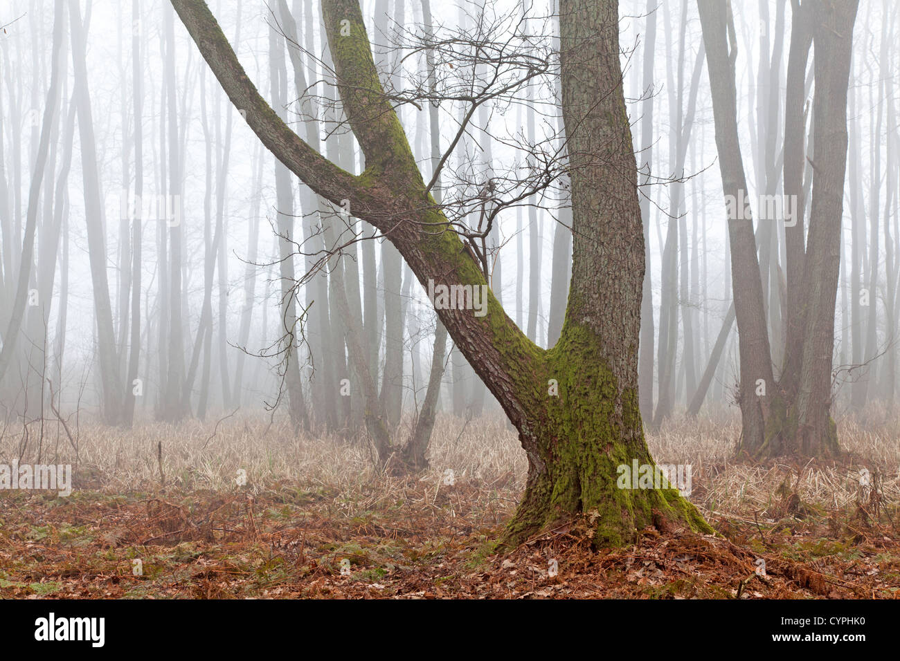 Forest in fog Stock Photo