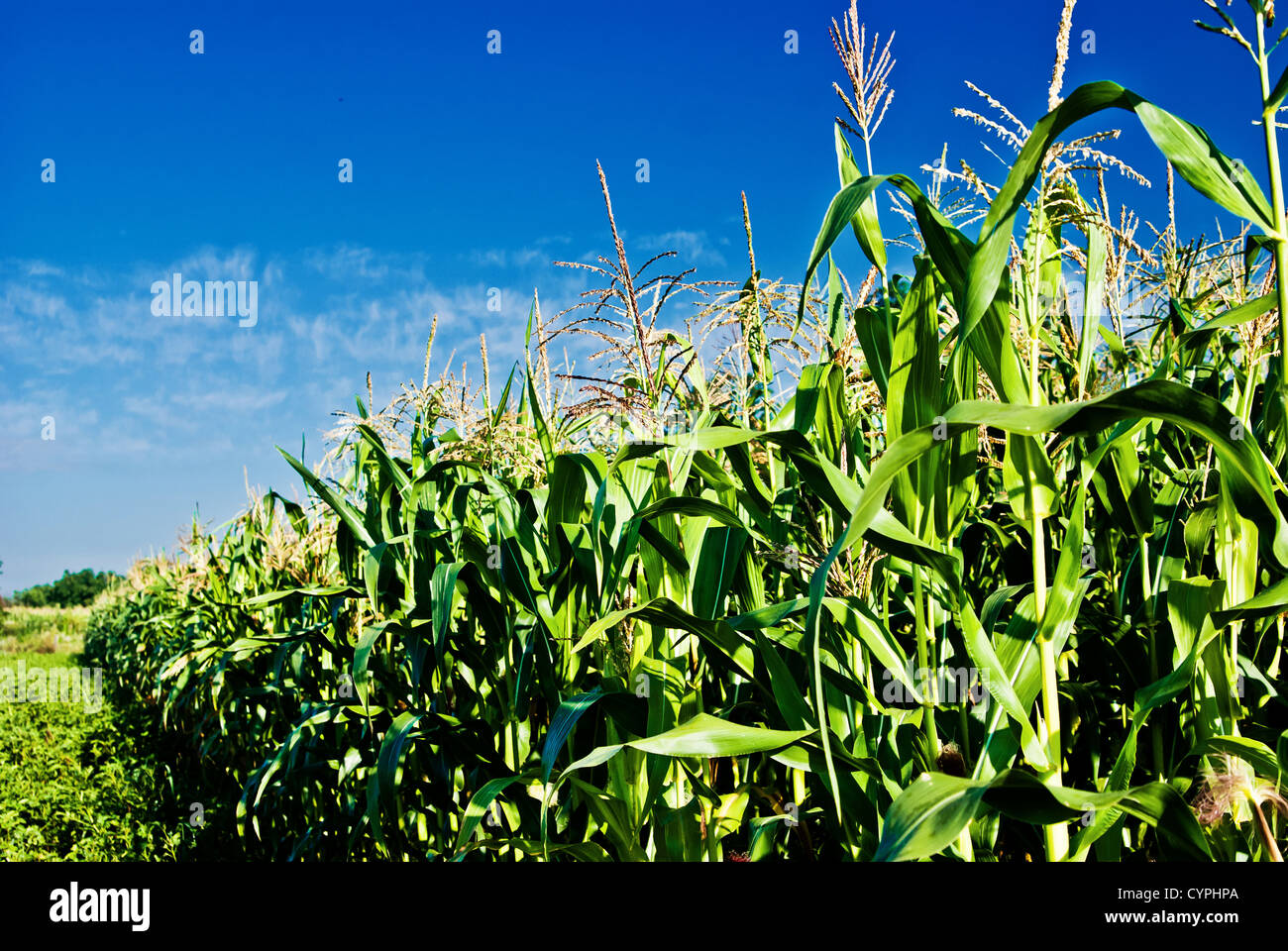 Full grown corn stalks in a crop Stock Photo