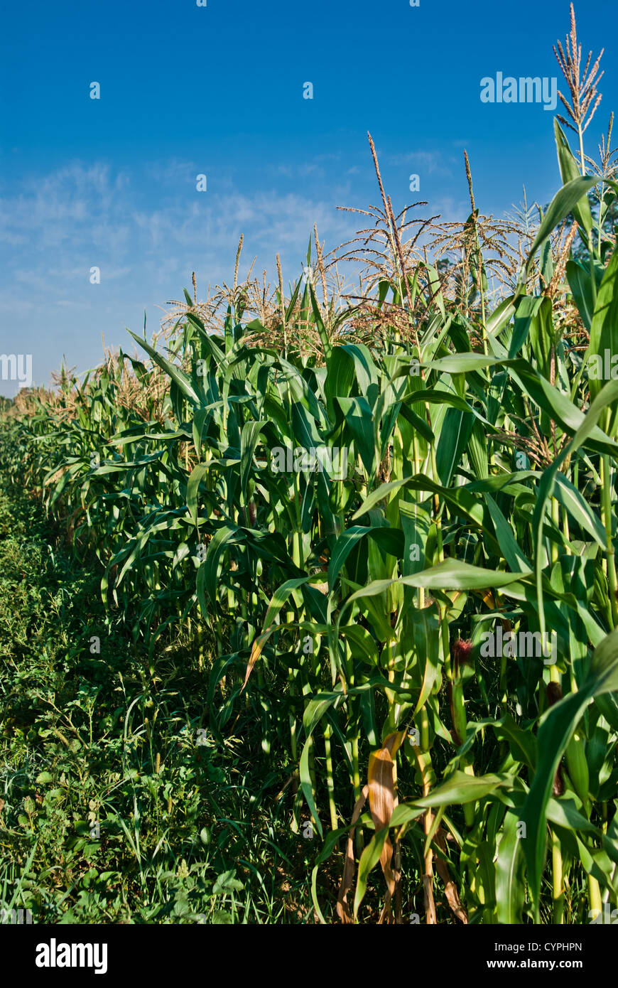 Full grown corn stalks in a crop Stock Photo