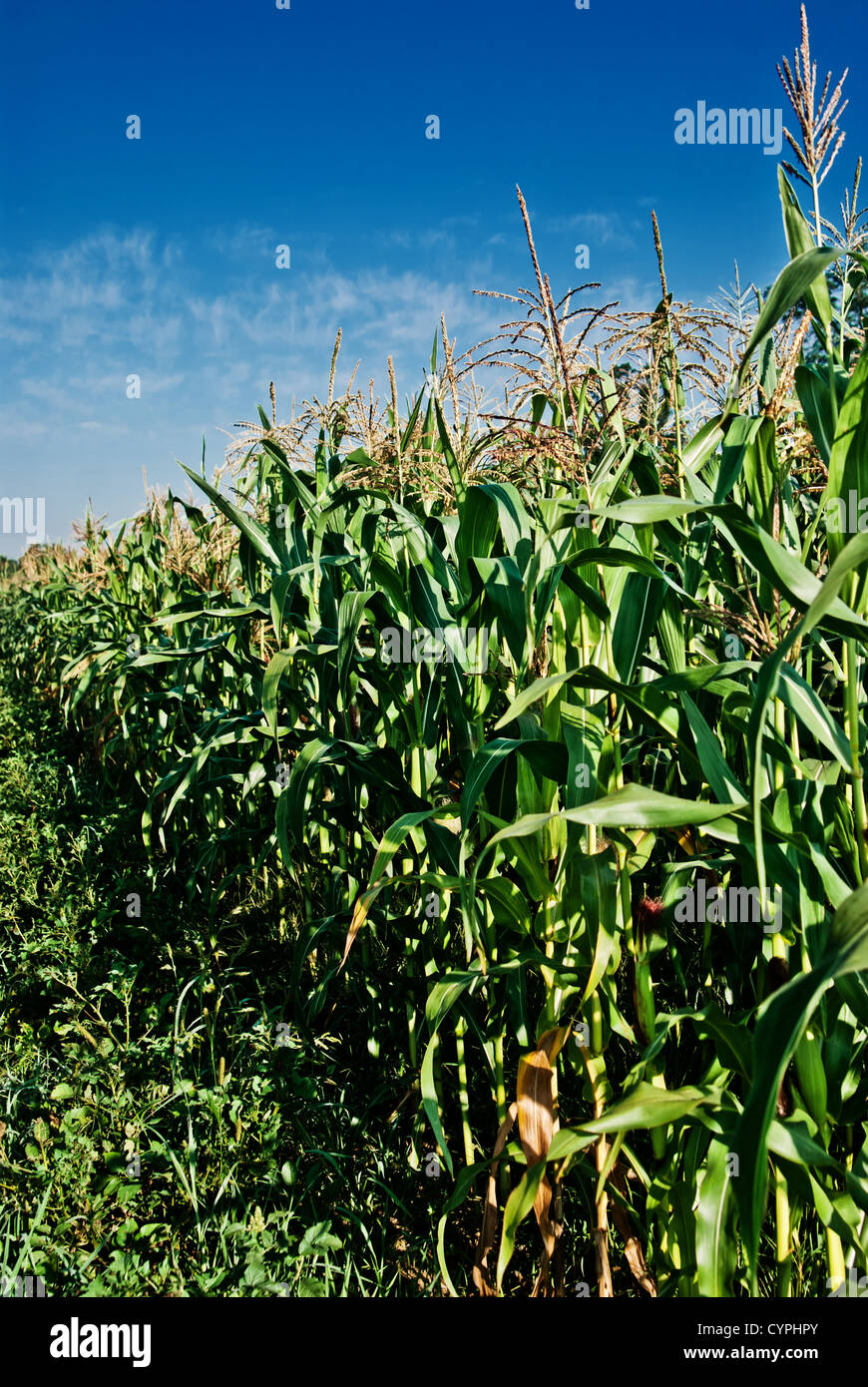 Full grown corn stalks in a crop Stock Photo Alamy
