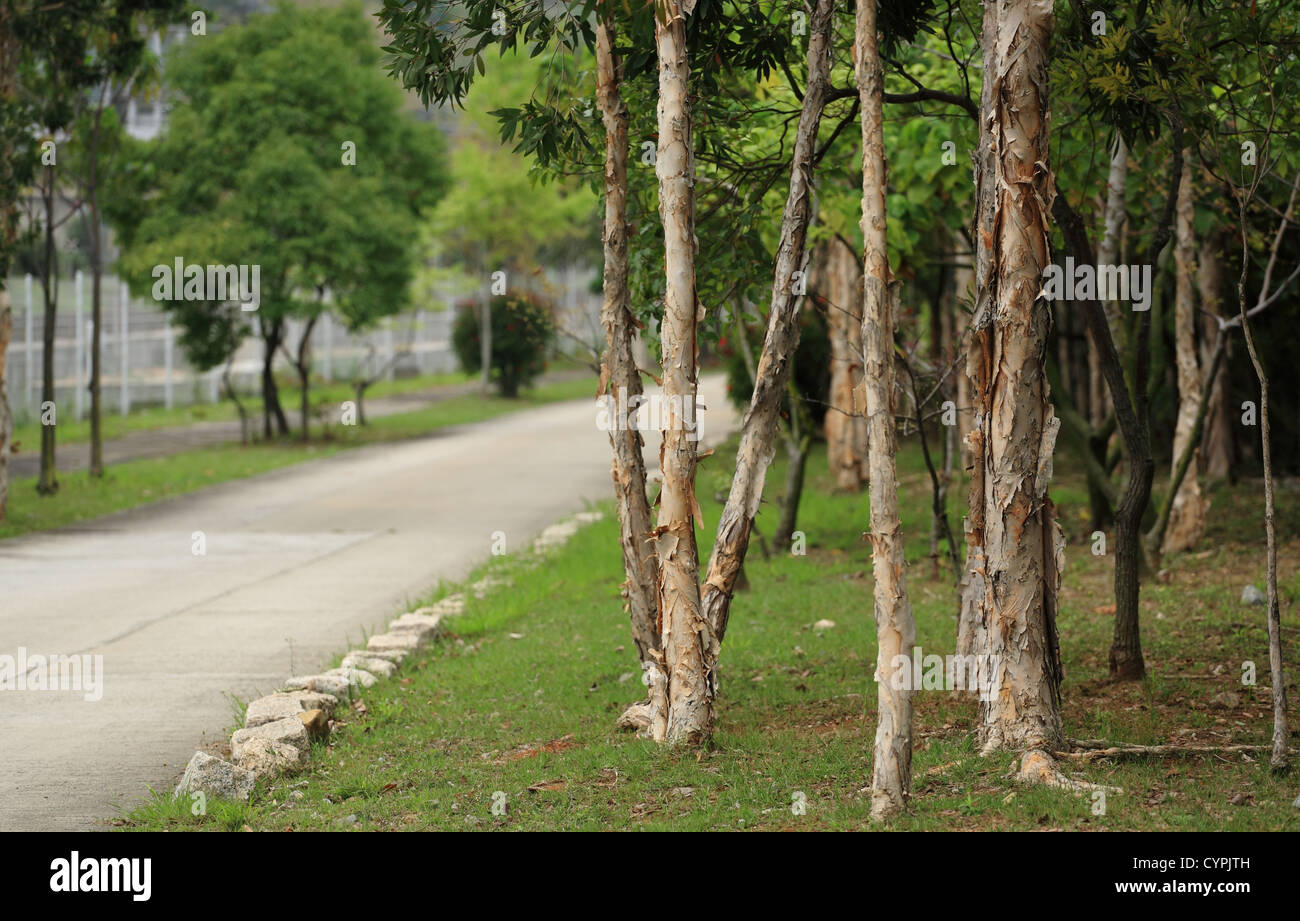 Green trees and road hi-res stock photography and images - Alamy