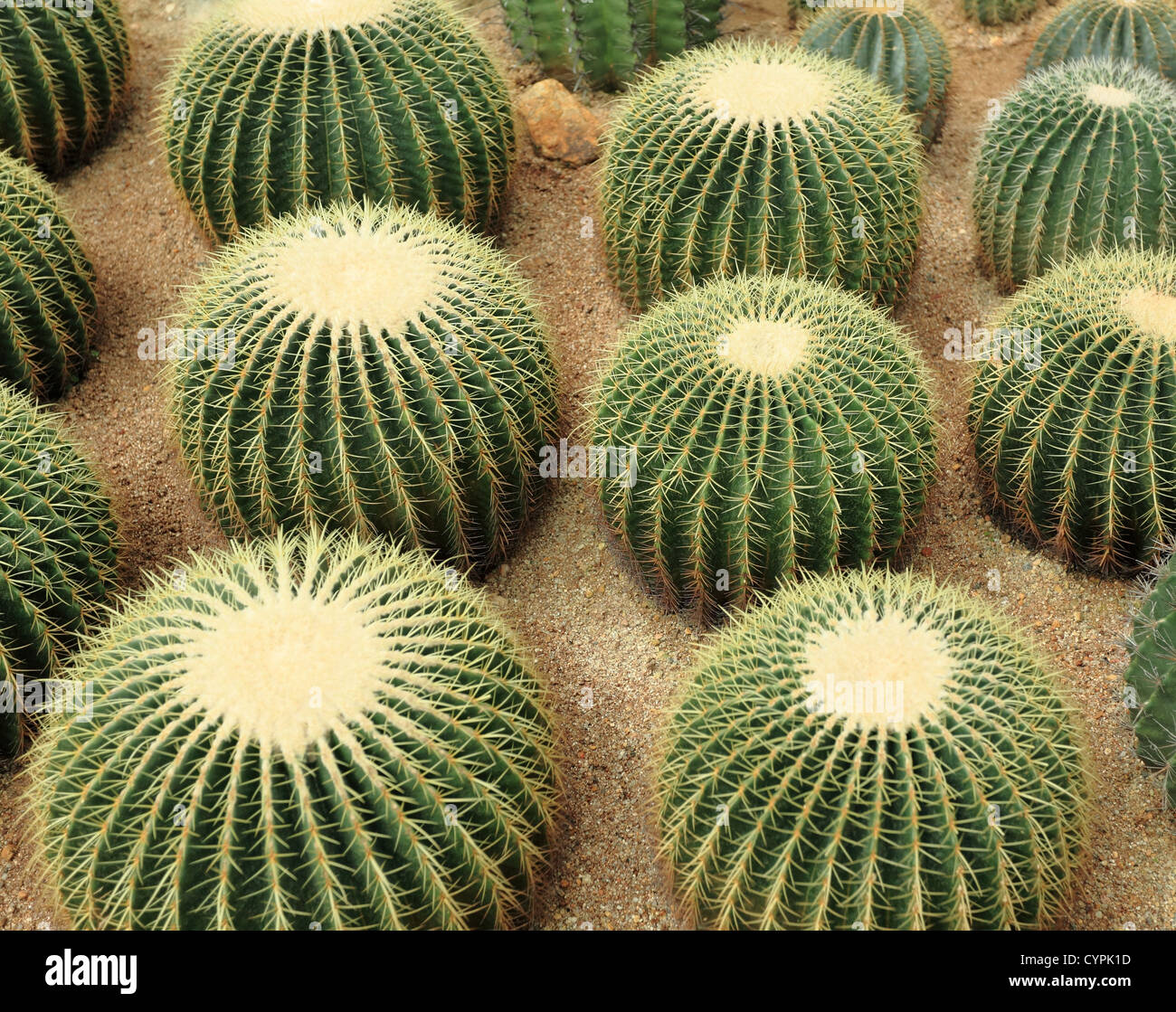 many cactaceae Stock Photo
