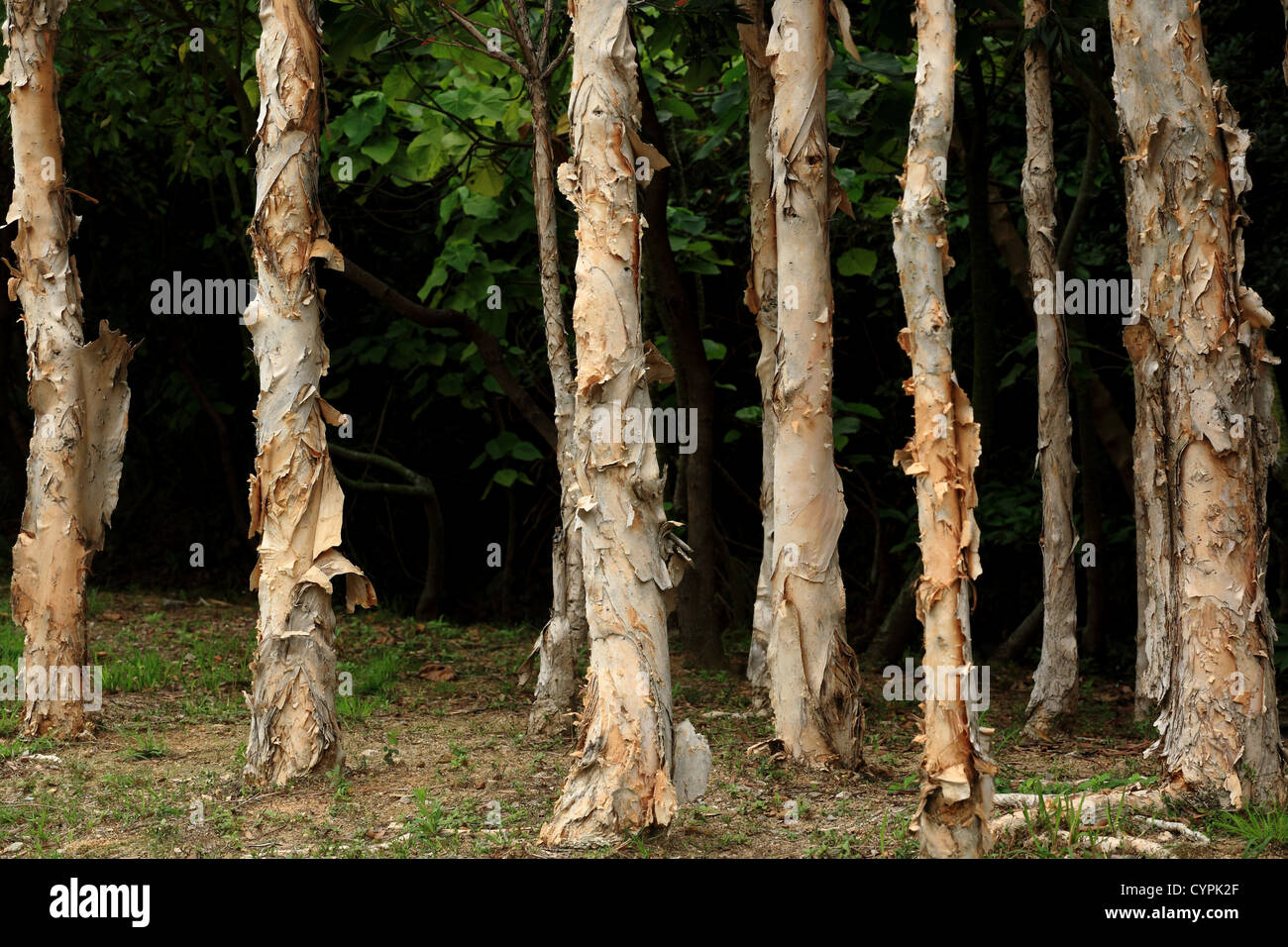 Big leafy trees hi-res stock photography and images - Alamy