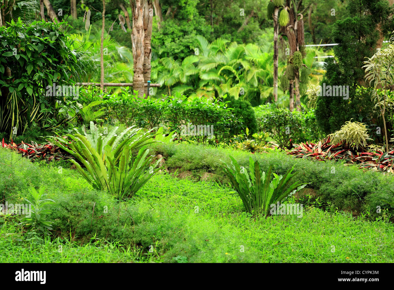 Plants border concept tropical hi-res stock photography and images - Alamy