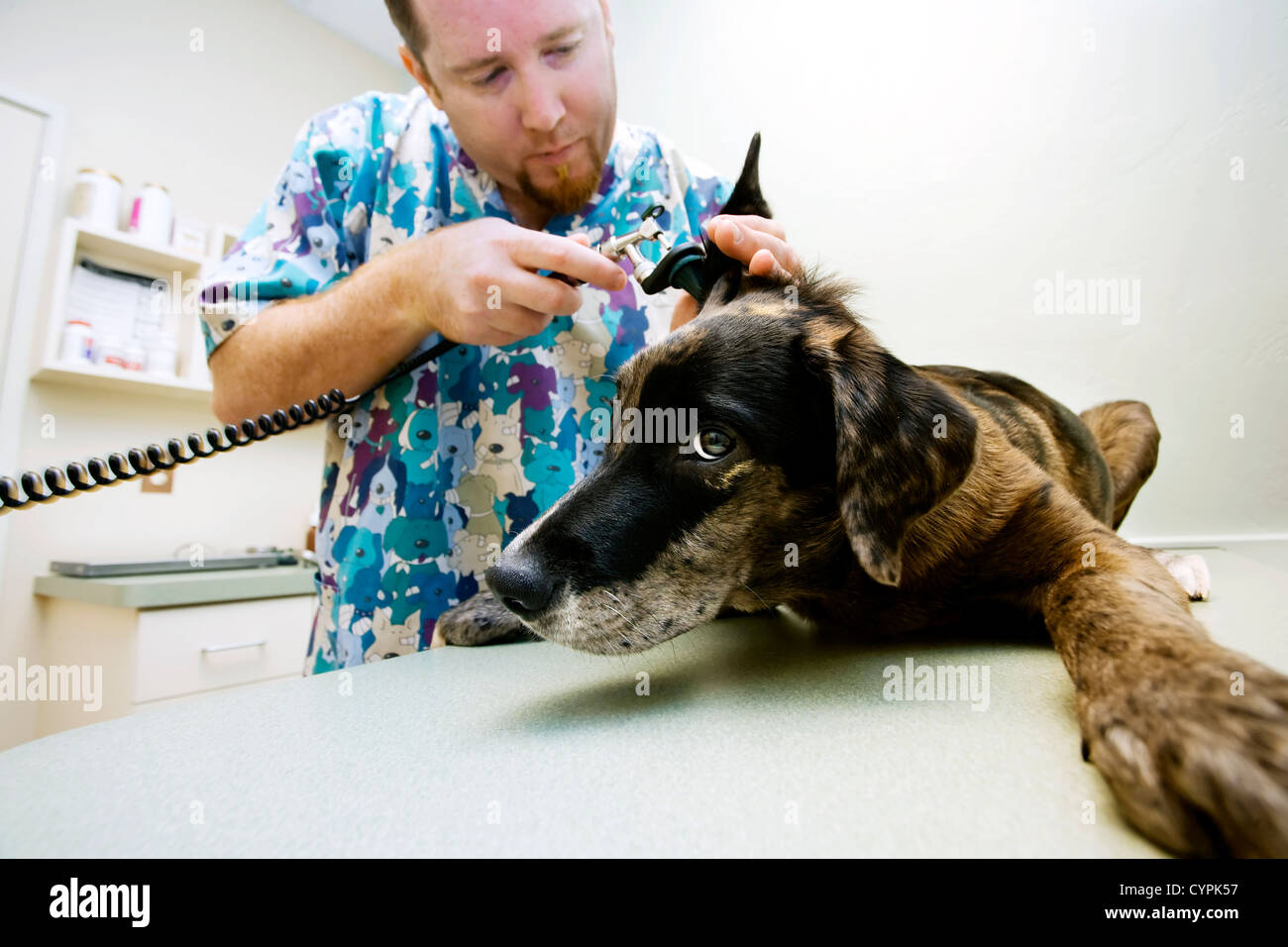 Veterinary technician looks into a dog's ear with a scope Stock Photo