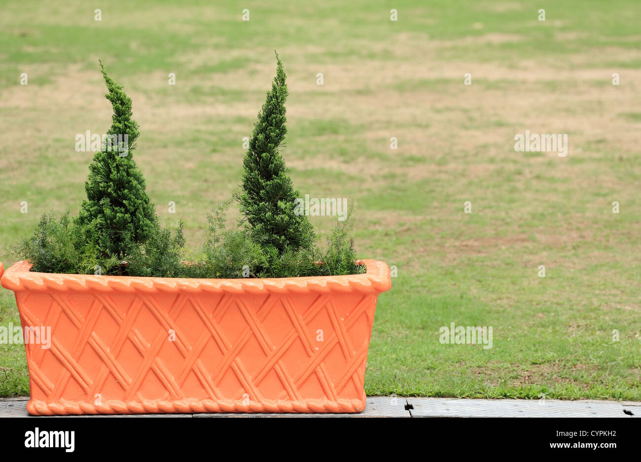 plant in garden Stock Photo