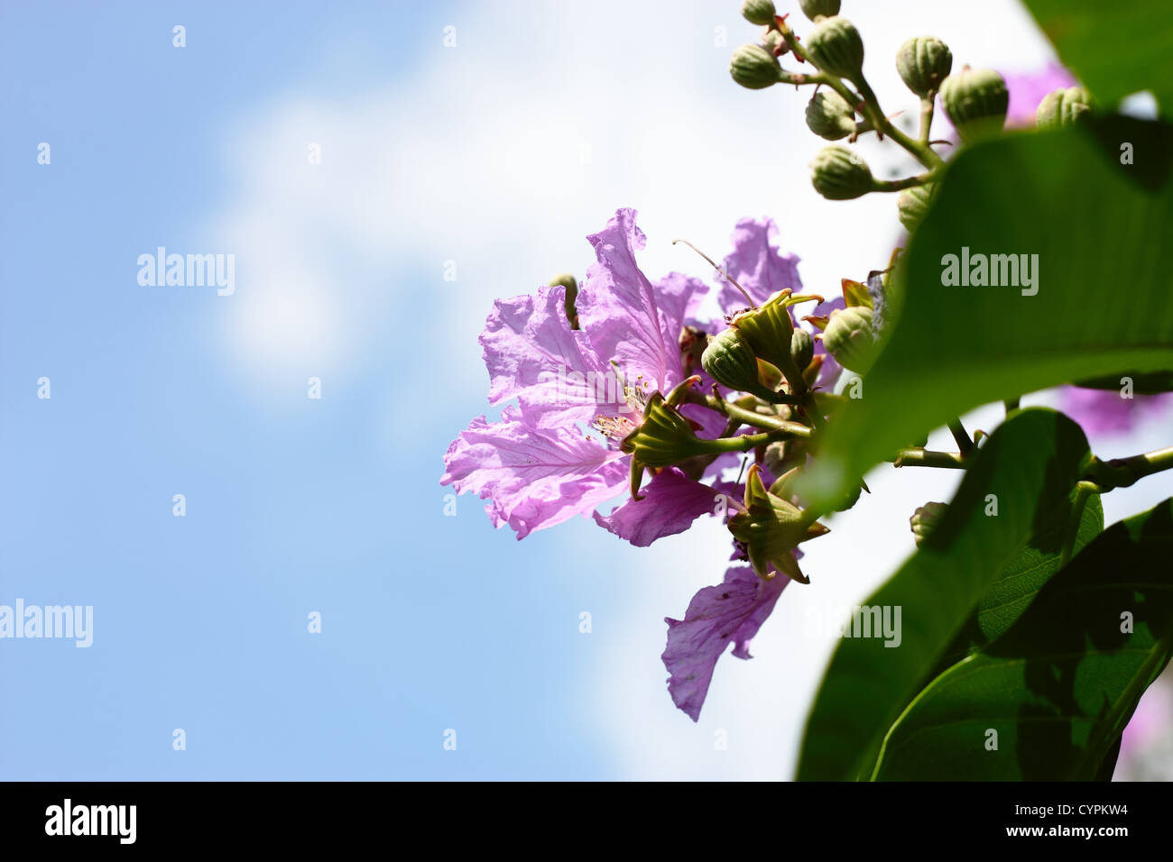 Sunny flower hi-res stock photography and images - Alamy
