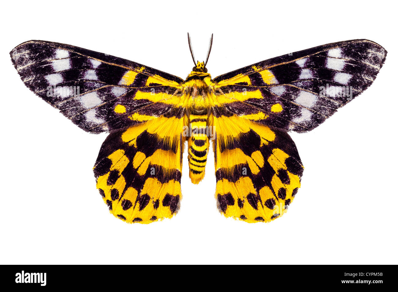butterfly moth Dysphania subrepleta isolated on white background Stock Photo