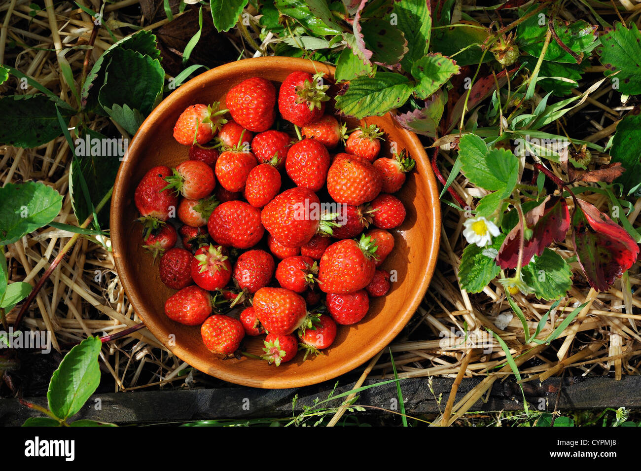 Freshly-picked strawberries in a suburban garden Stock Photo - Alamy