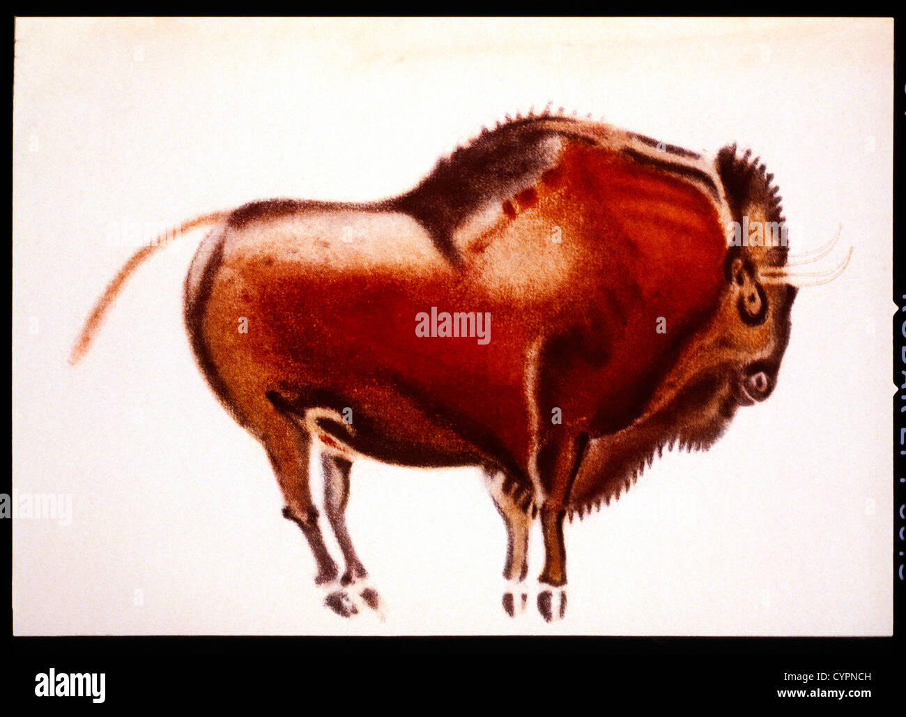 Prehistoric cave painting of a bison Altamira Spain. Color lithograph Stock  Photo - Alamy