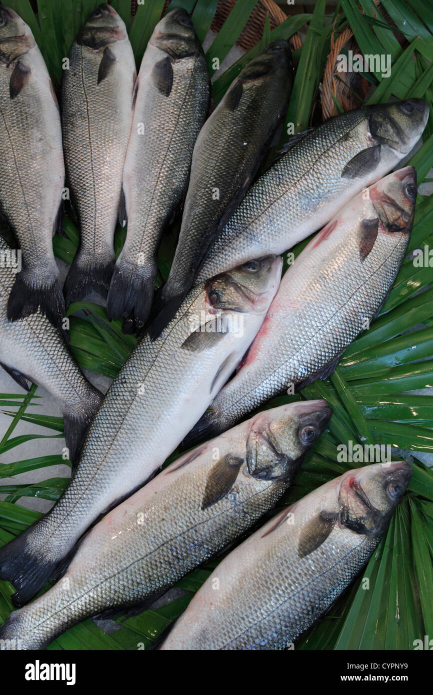 Atlantic sea bass on fish market (Dicentrarchus labrax); bar sauvage (loup de mer) - (Atlantique); Wolfsbarsch (Atlantik) Stock Photo