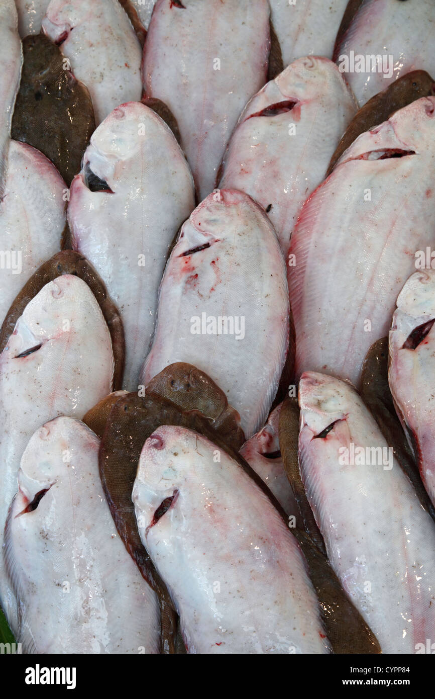 common sole (Solea solea) on market; sole commune; Seezunge Stock Photo