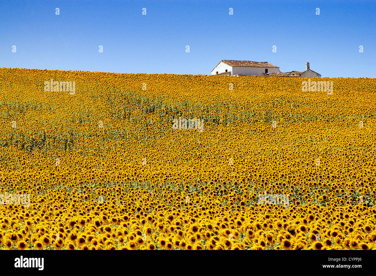 field of sunflowers in the province of Seville Andalusia Spain campo de girasoles en la provincia de sevilla andalucia españa Stock Photo
