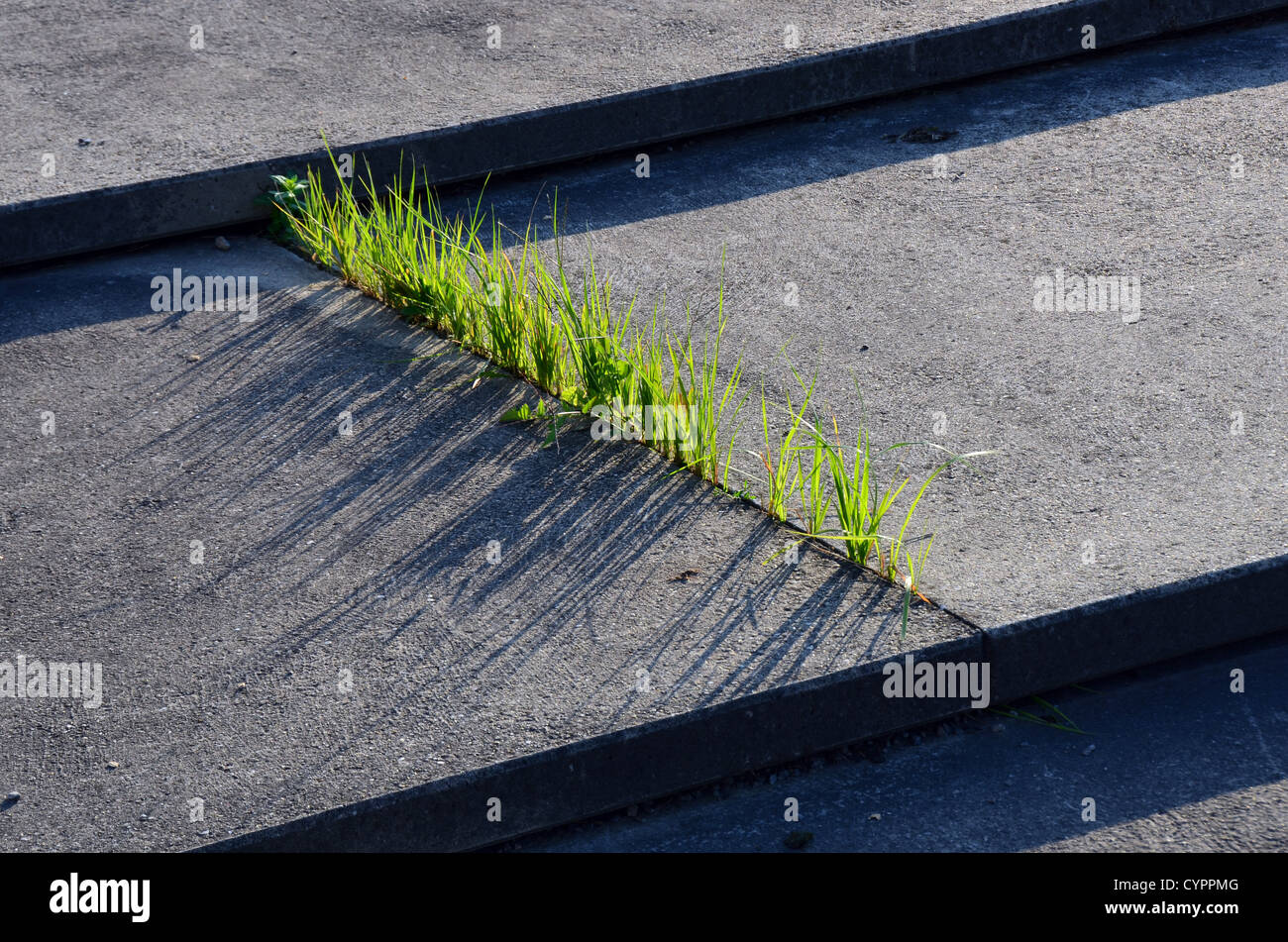 Fresh Green Grass Grows Through Narrow Gap In Concrete Steps Stock