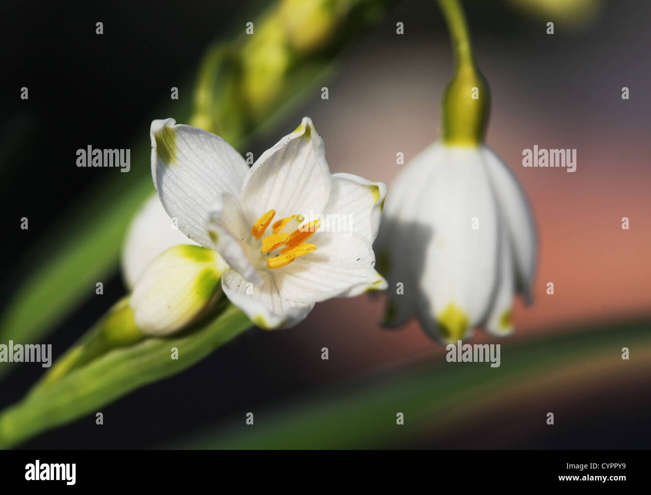 First spring flowers Stock Photo - Alamy