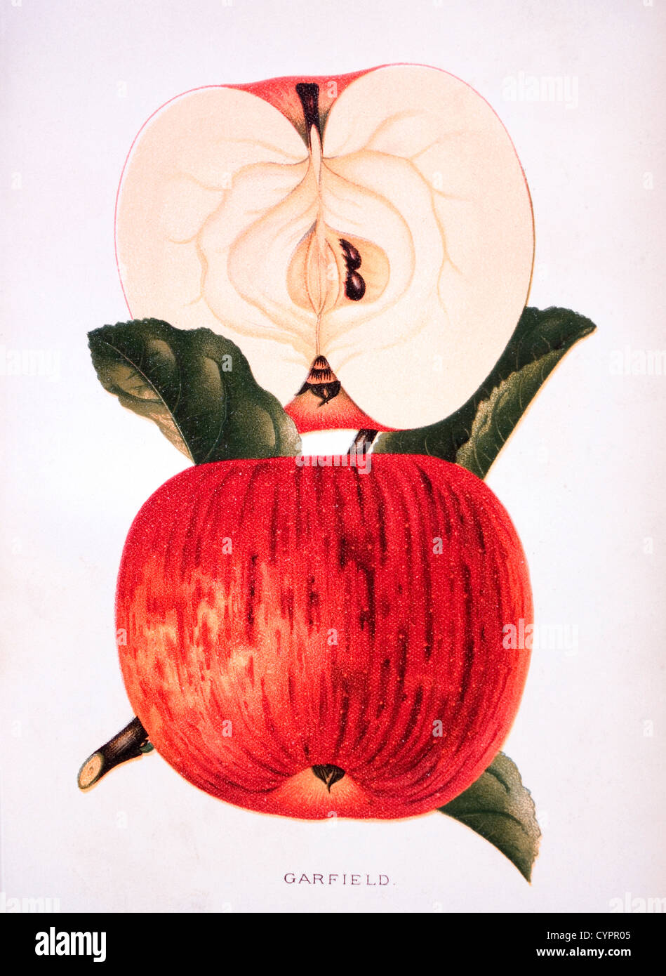 Garfield Apple, Lithograph, 1889 Stock Photo