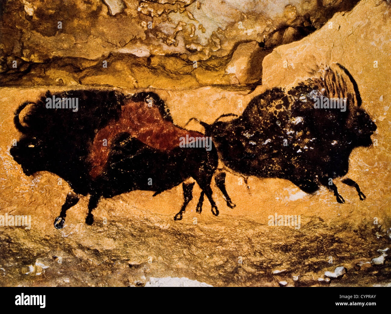Cave Painting, Two Prehistoric Bison, Lascaux, France Stock Photo ...
