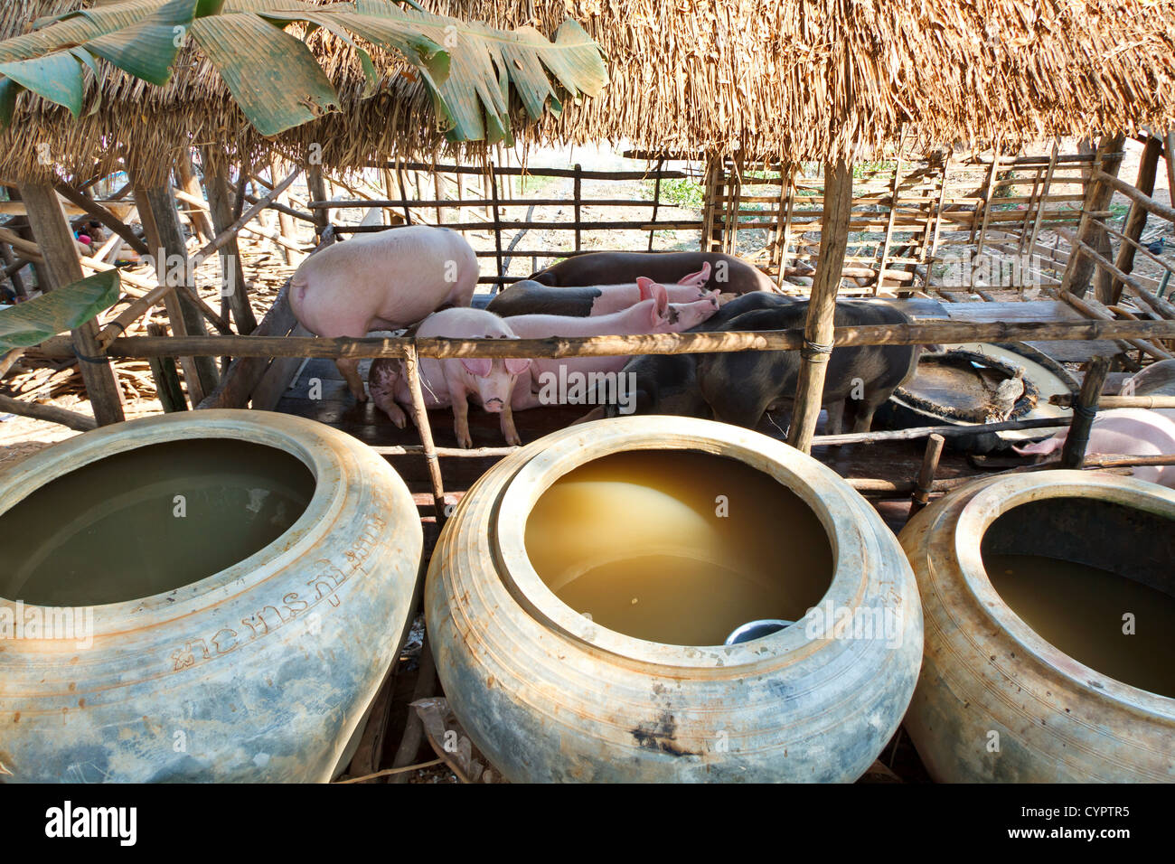 Porks in the Village Kampong Khleang in the North of Cambodia Stock Photo