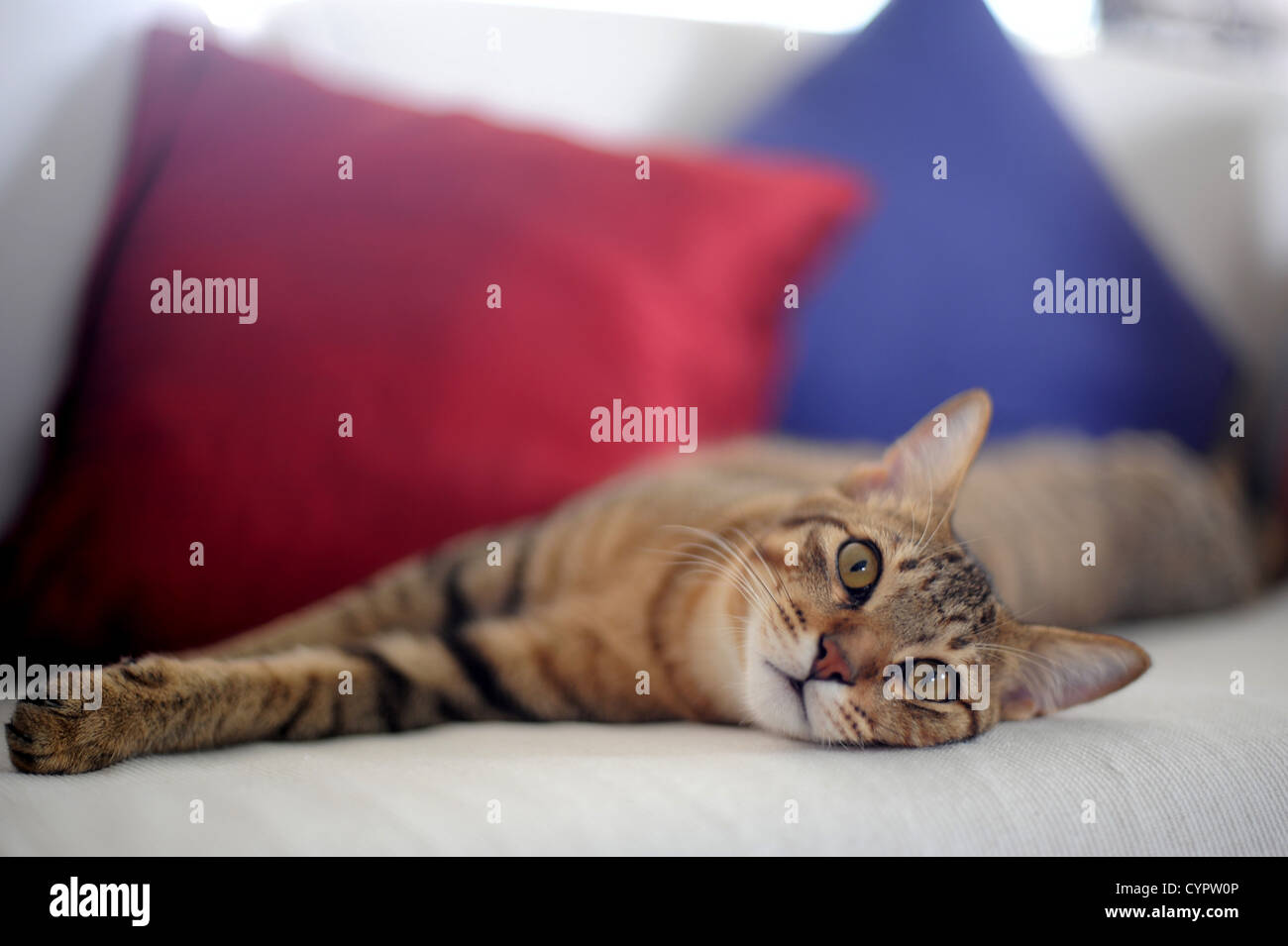 Bright-eyed tabby cat reclining on sofa. Stock Photo