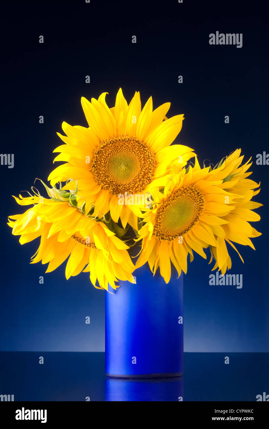 bouquet of sunflowers in a blue vase isolated over a blue background ...