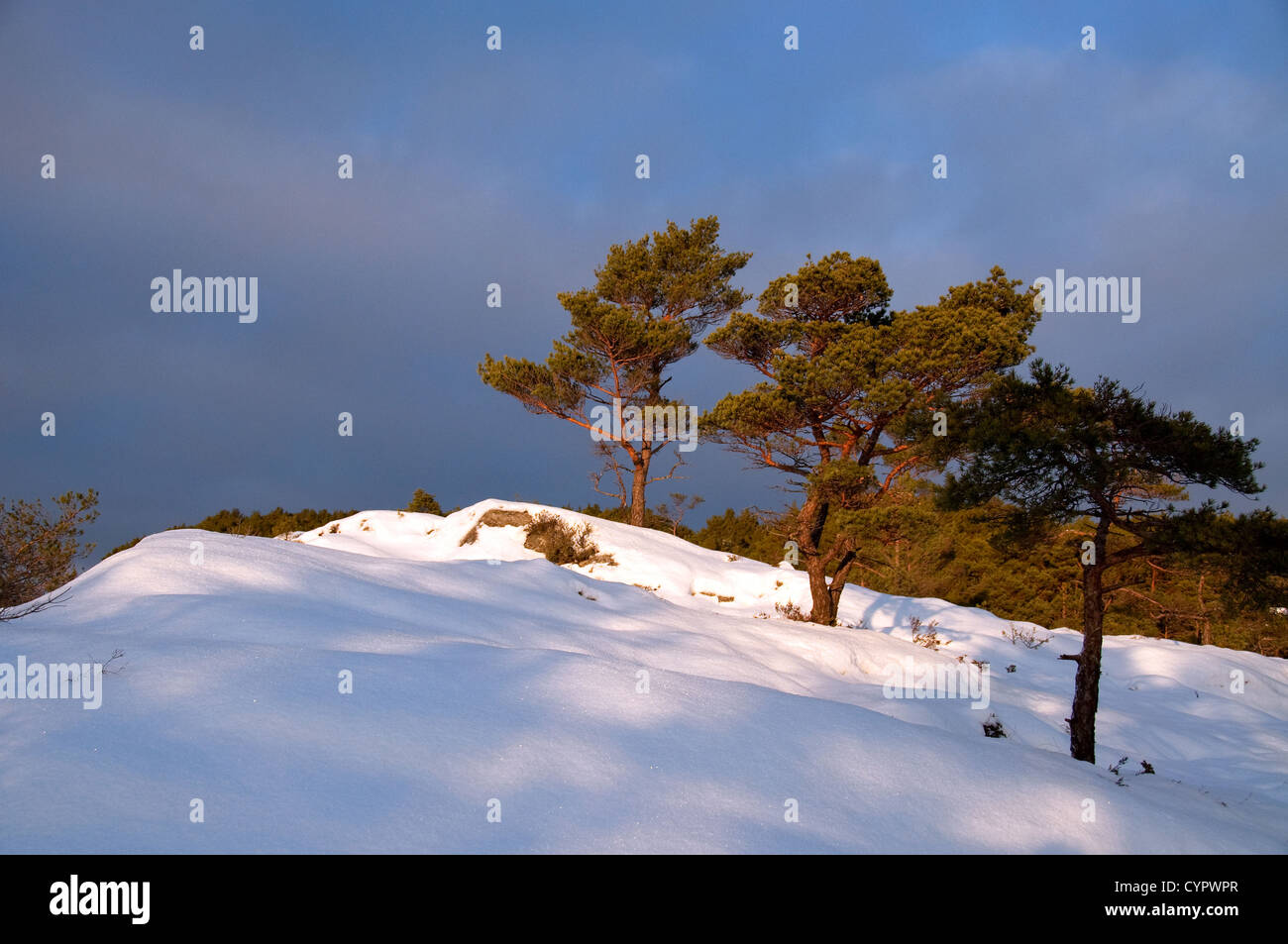 Three pines in line towards the top off a hill.  Snow and a glimpse of sun Stock Photo