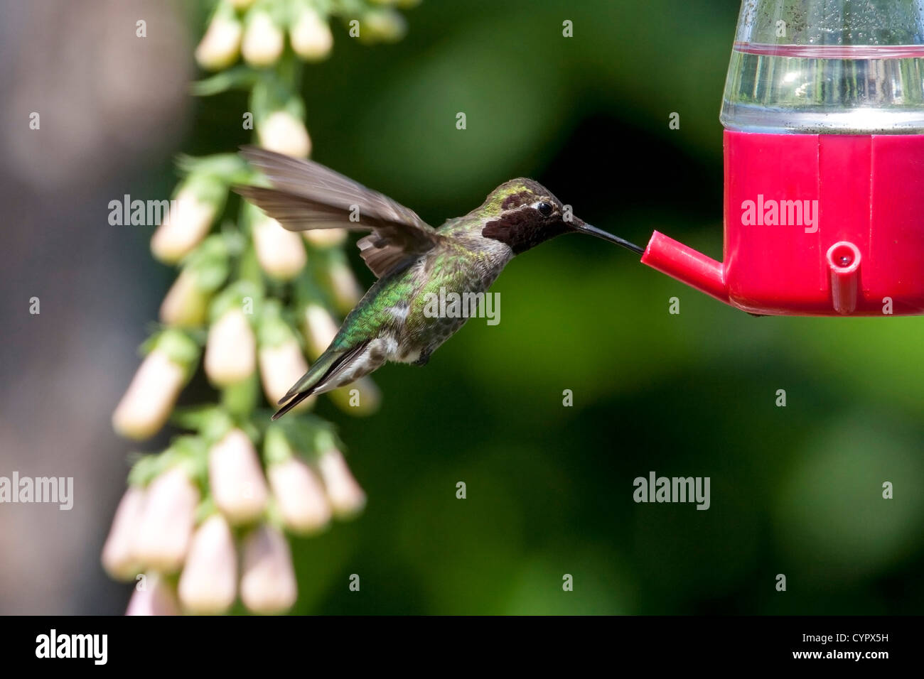 Anna's Hummingbird (Calypte anna) male hovering & feeding at a