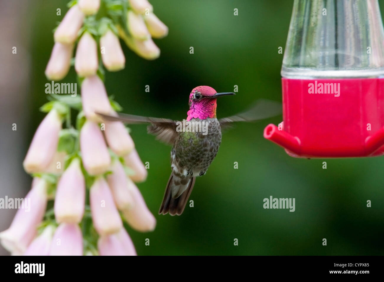 Anna's Hummingbird (Calypte anna) male hovering & feeding at a