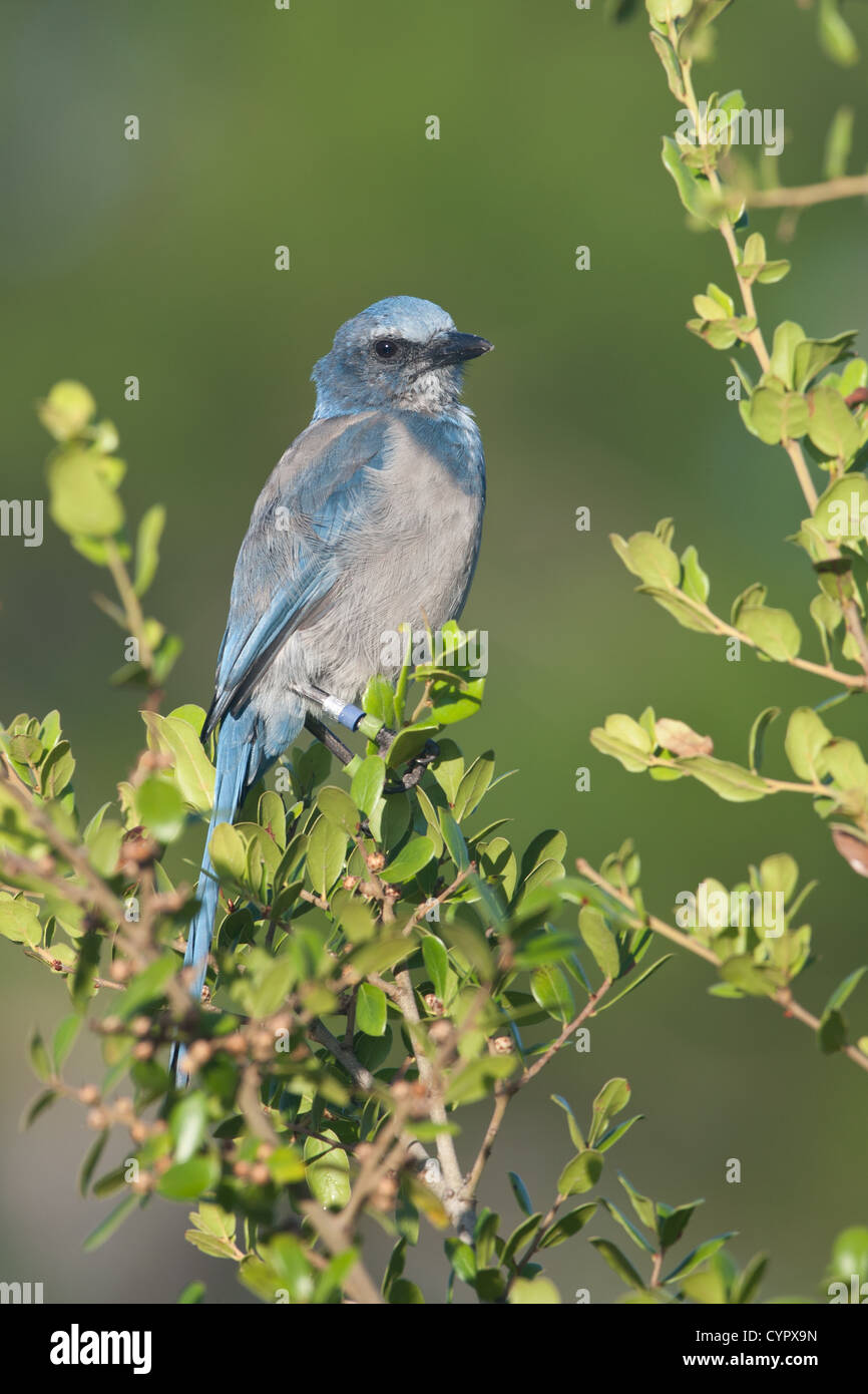 Florida Scrub Jay perching in Nature Stock Photo Alamy