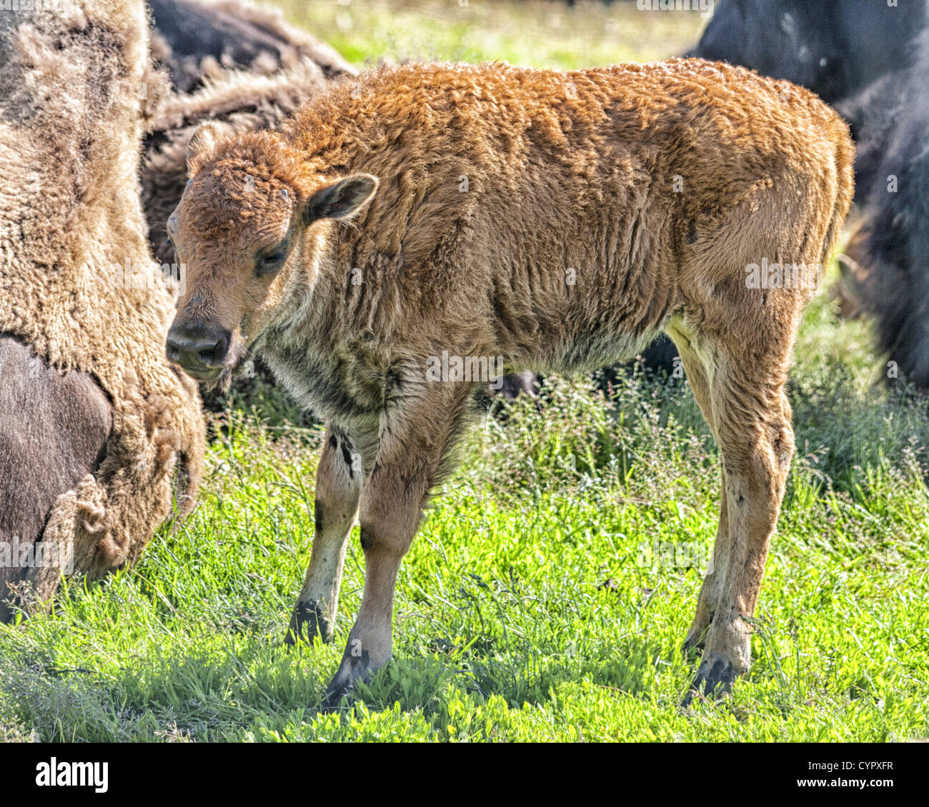 June 29, 2012 - Girdwood, Alaska, US - A wood bison calf. The wood bison  (Bison bison athabascae), a threatened species, is the largest land animal  in North America and the northern