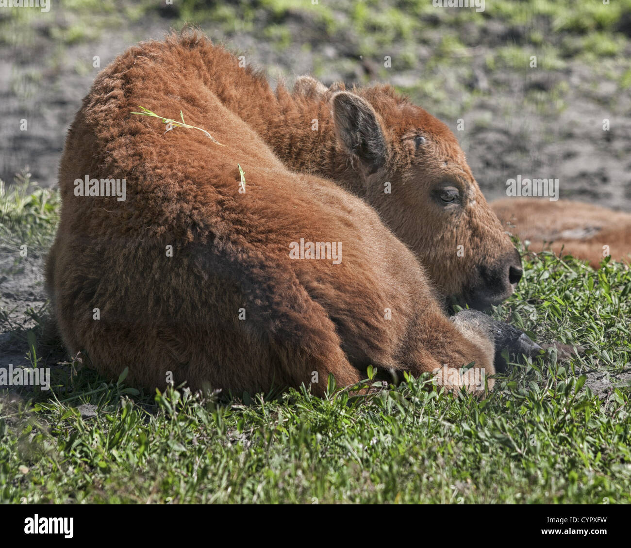 June 29, 2012 - Girdwood, Alaska, US - A wood bison calf. The wood bison  (Bison bison athabascae), a threatened species, is the largest land animal  in North America and the northern