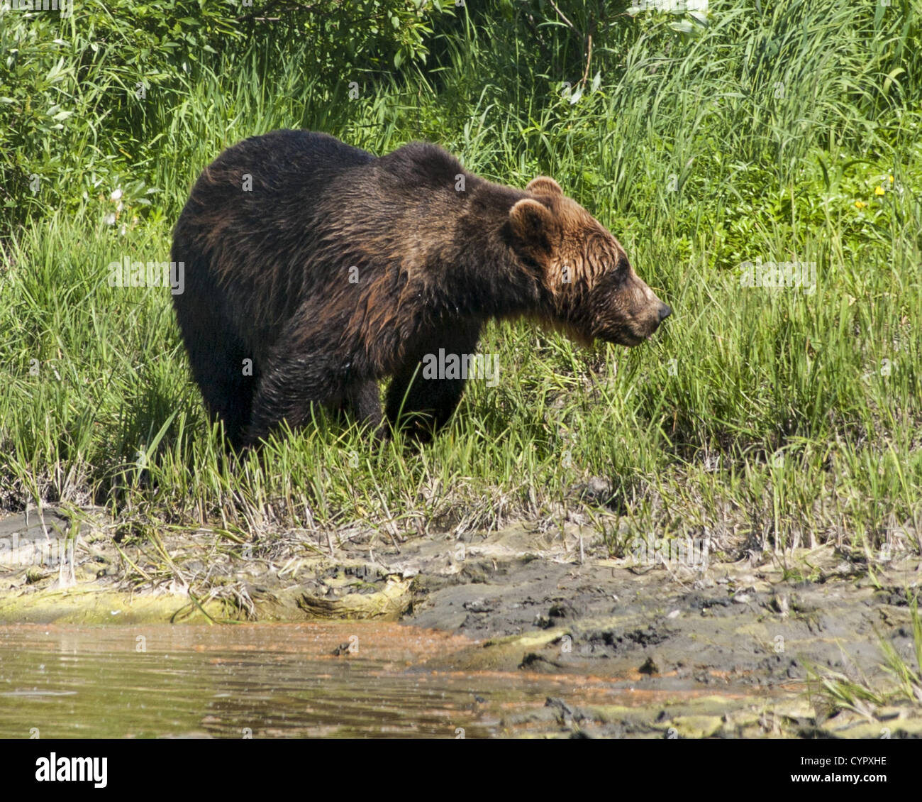 June 29, 2012 - Girdwood, Alaska, US - A female brown bear (Ursus arctos) in the Alaska Wildlife Conservation Center in Girdwood where bears live a life that closely mirrors their life in the wild. They have a more prominent shoulder hump than black bears. The Alaska Wildlife Conservation Center is a nonprofit organization dedicated to preserving Alaskaâ€™s wildlife. (Credit Image: © Arnold Drapkin/ZUMAPRESS.com) Stock Photo