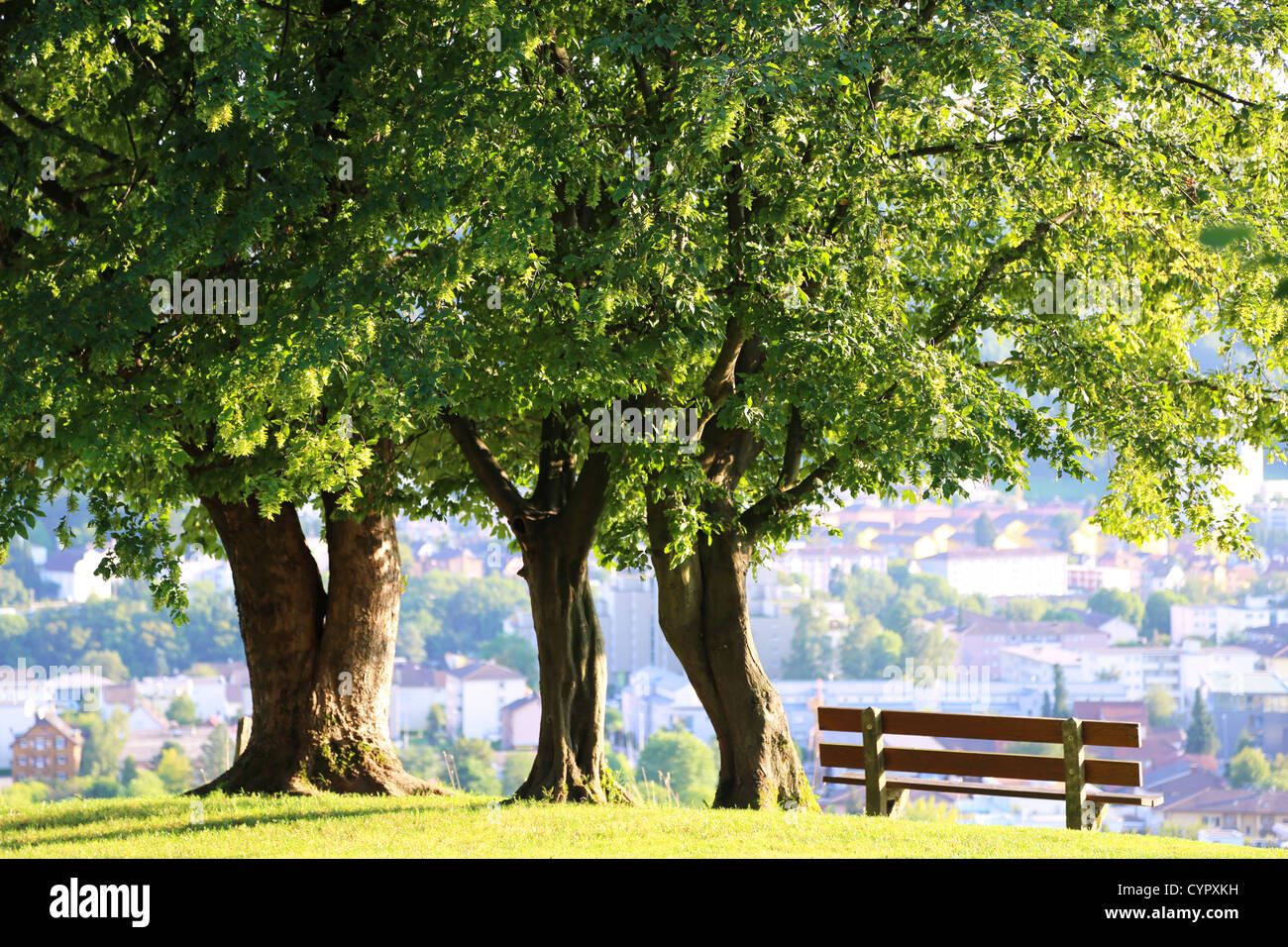 Wooden bench next to fresh green trees Stock Photo - Alamy