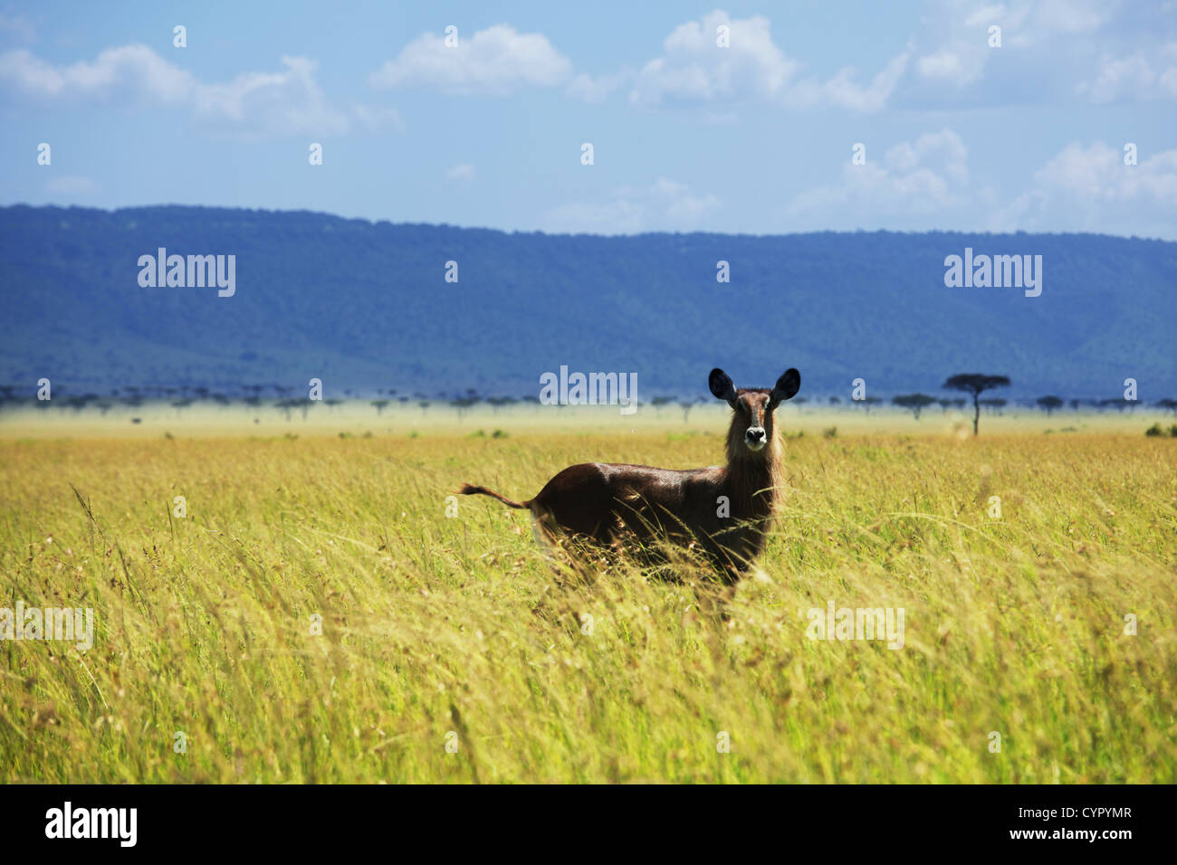 Antelope in savanna Stock Photo