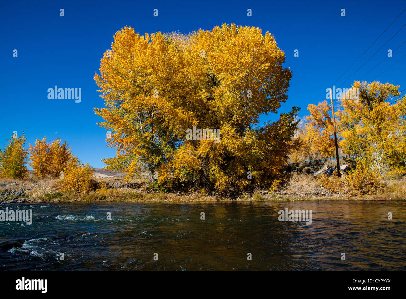 Fall Color along the Truckee River in Northern Nevada Stock Photo