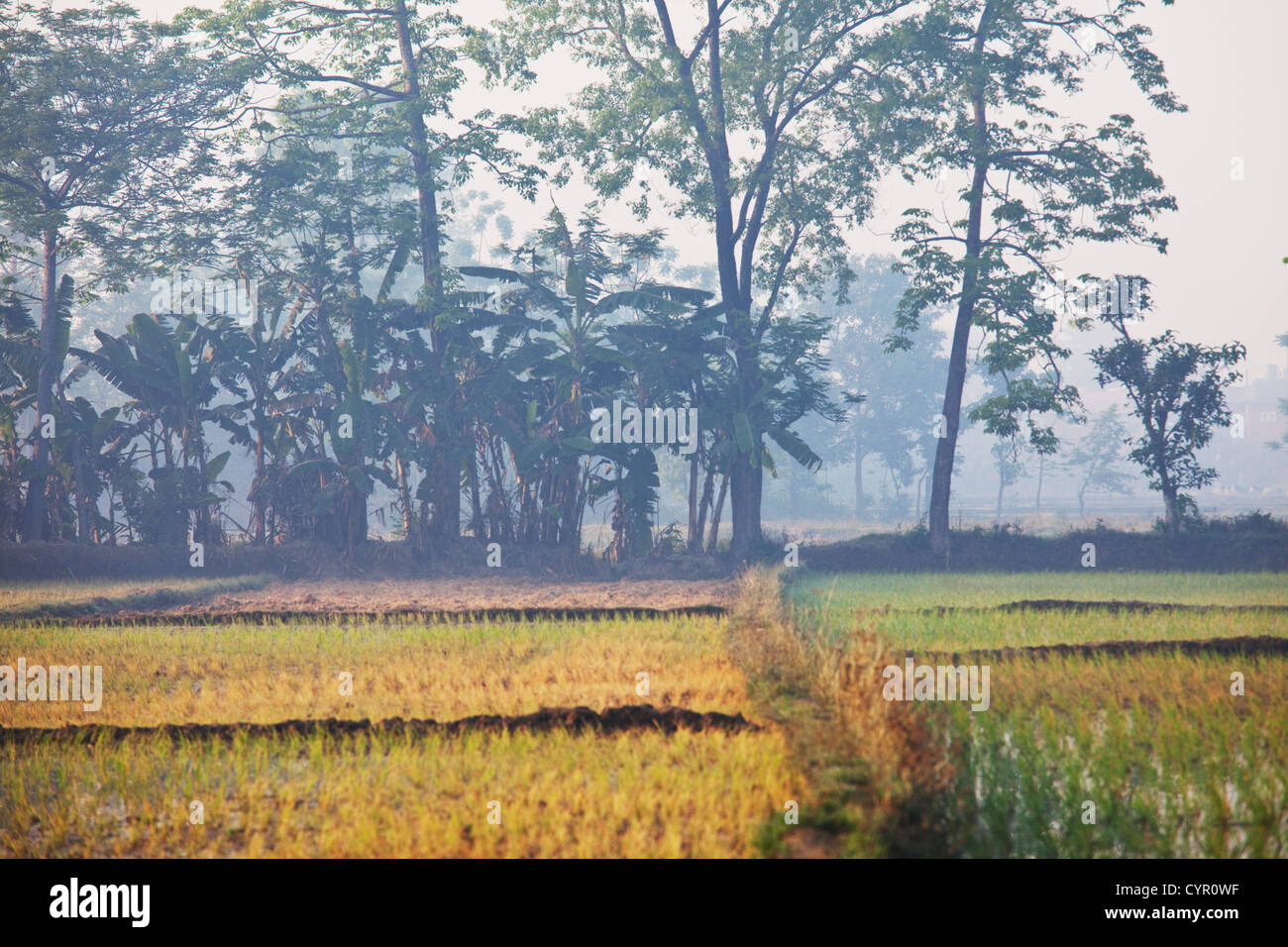 Field if rice hi-res stock photography and images - Alamy