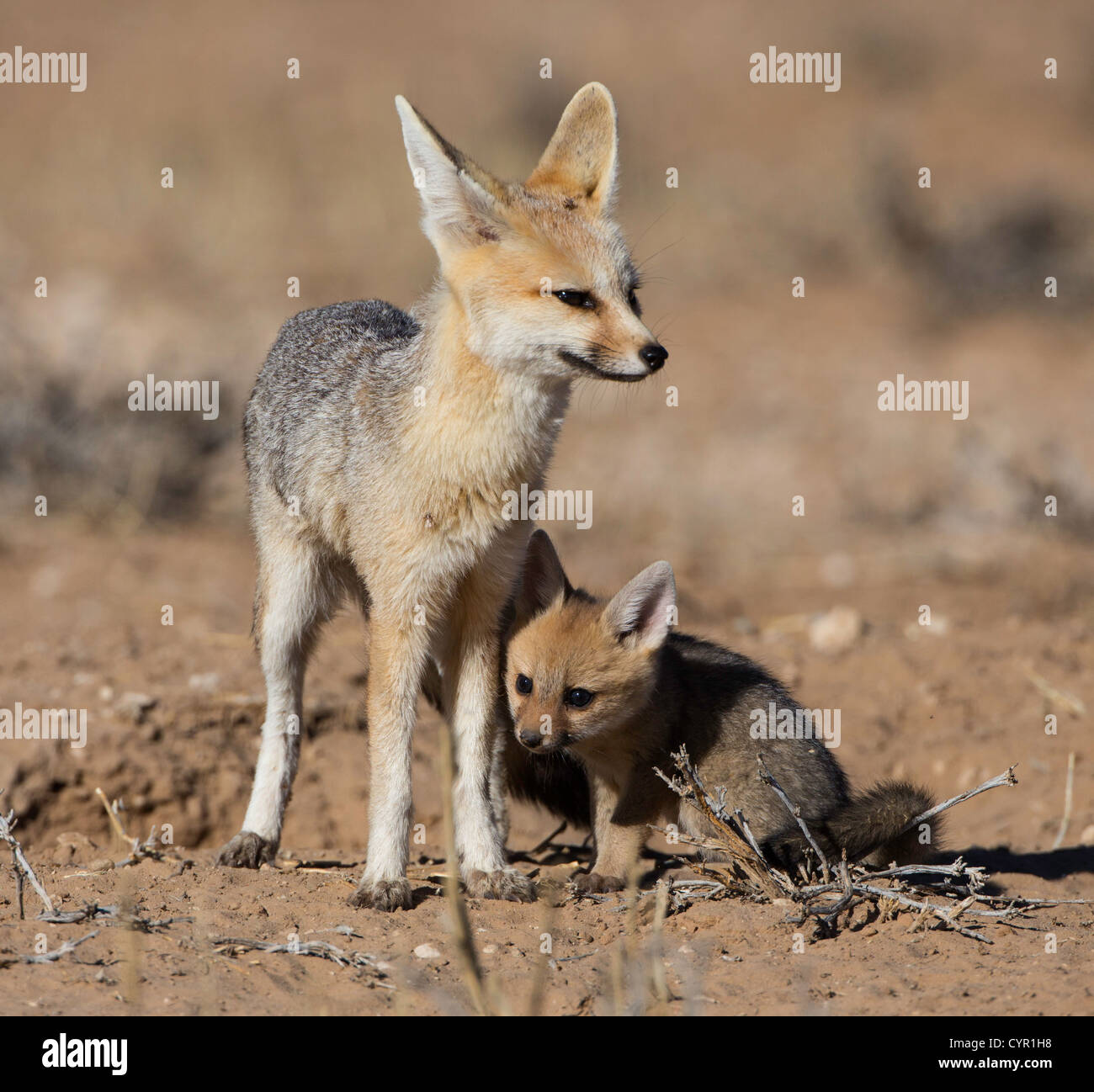 cape fox with baby playing Stock Photo