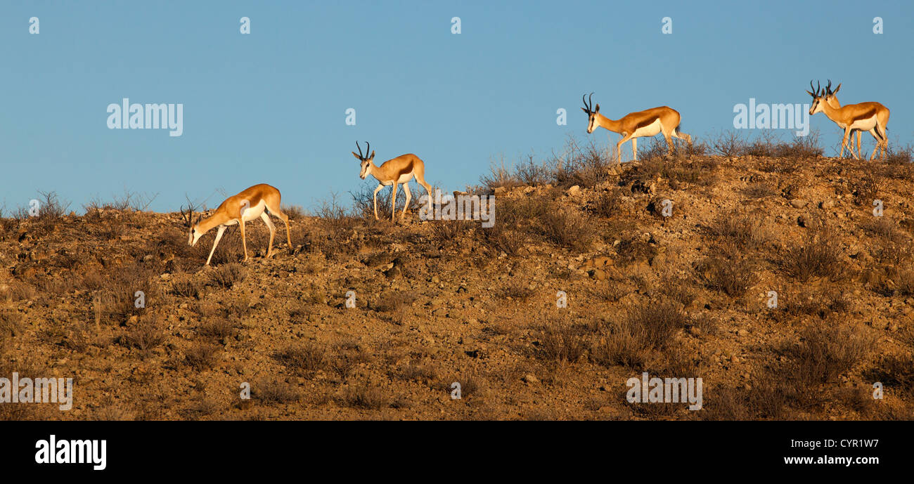 springbok group crossing ridge Stock Photo Alamy