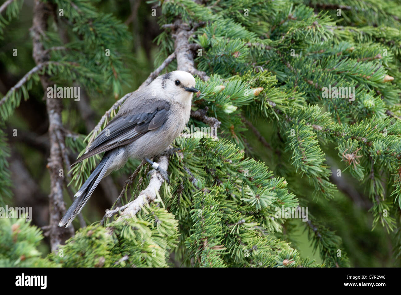 Gray Jay perching in Spruce Tree in Rocky Mountains National Park, Colorado Stock Photo