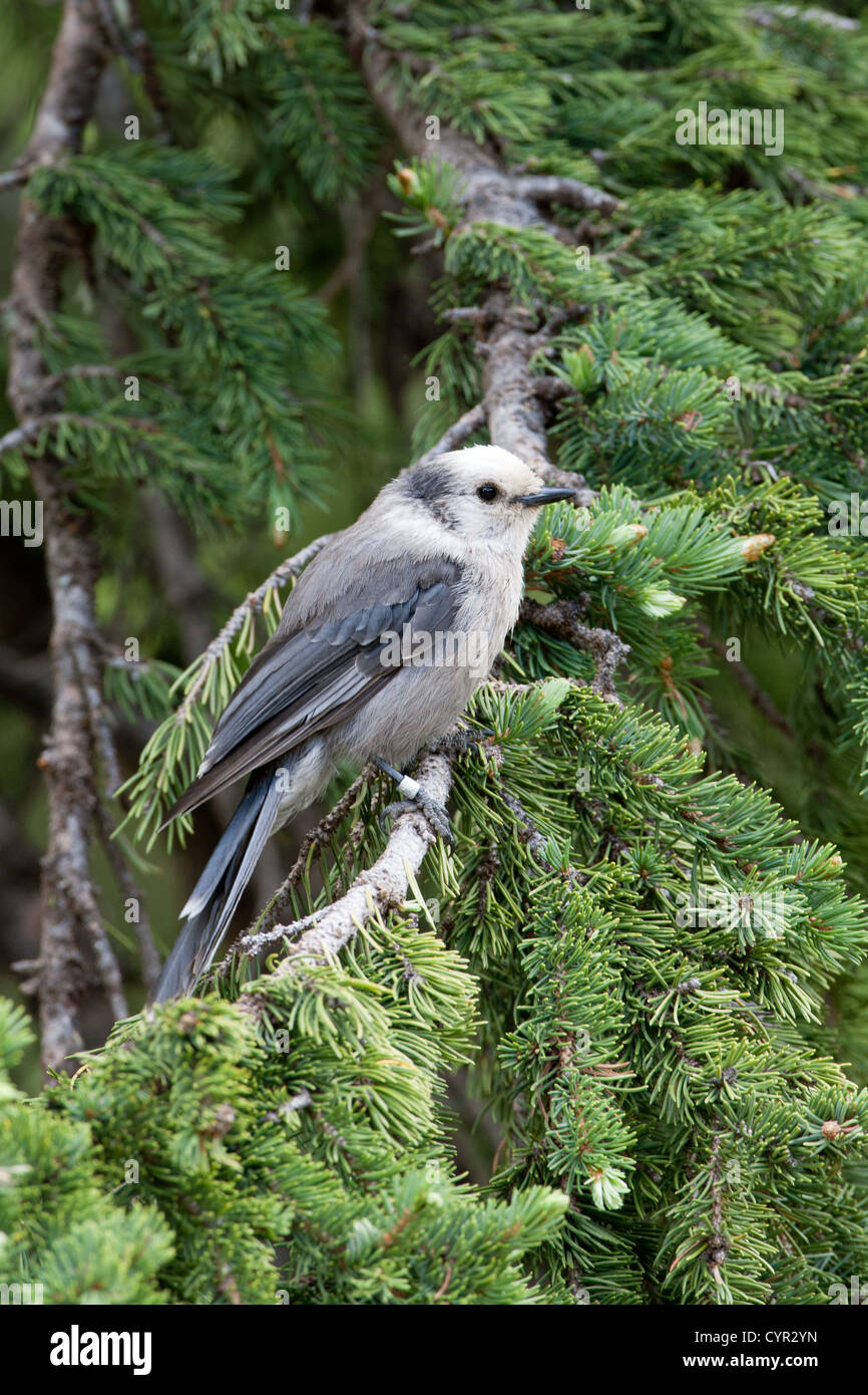 Gray Jay perching in Spruce Tree in Rocky Mountains National Park, Colorado vertical Stock Photo