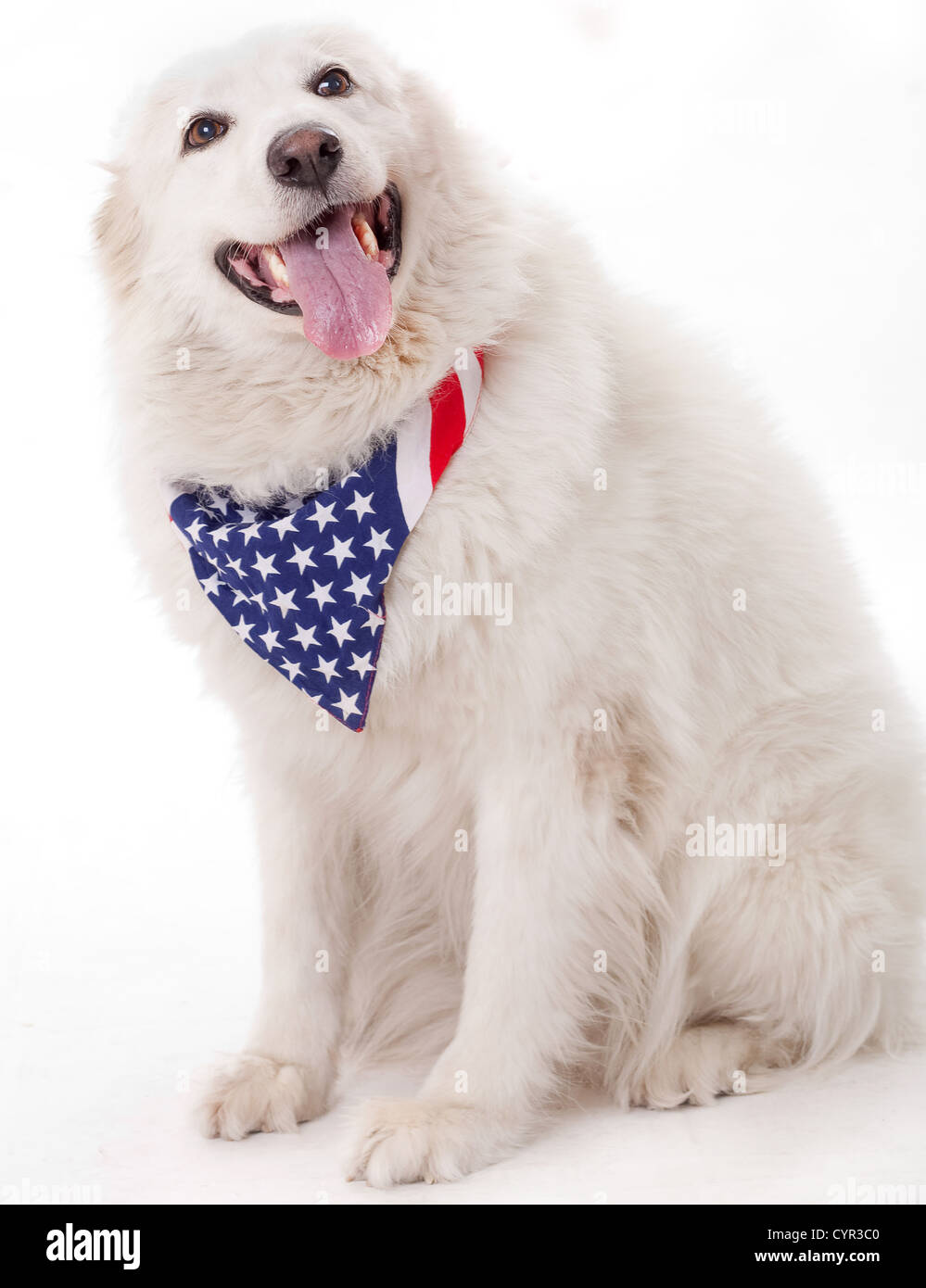 Cute dog wearing american flag scarf on the neck Stock Photo